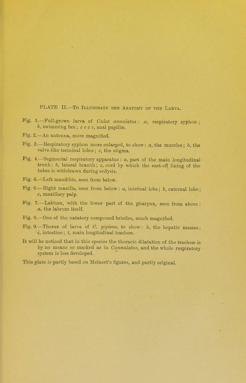 PLATE II.—To Illustrate the Anatomy of the Larva. ^ig- 1-—FuU-grown larva of Culex annulatus : a, respiratory syphon ; b, swimming fan ; c c c c, anal papillae. Fig. 2.—An antenna, more magnified. Fig. 3.—Eespiratory syplion more enlarged, to show: a, the muscles ; b, the valve-like terminal lobes ; c, the stigma. Fig- 4-—Segmental respiratory apparatus : a, part of the main longitudinal ■ trunk; 6, lateral branch; c, cord by which the cast-oil lining of the tubes is withdrawn during ecdysis. ' Fig. 5.—Left mandible, seen from below. Fig. 6.—Right maxilla, seen from below : a, internal lobe; 6, external lobe ; c, maxillary palp. Fig. 7.—Labium, with the lower part of the pharynx, seen from above : a, the labrum itself. Fig. 8.—One of the natatory compound bristles, much magnified. Fig. 9.—Thorax of larva of C. pipiens, to show: h, the hepatic masses; i, intestine ; t, main longitudinal trachese. It will be noticed that in this species the thoracic dilatation of the trachese is by no means so marked as in Cannulatus, and the whole respiratory system is less developed. This plate is partly based on Meinert's figures, and partly original.