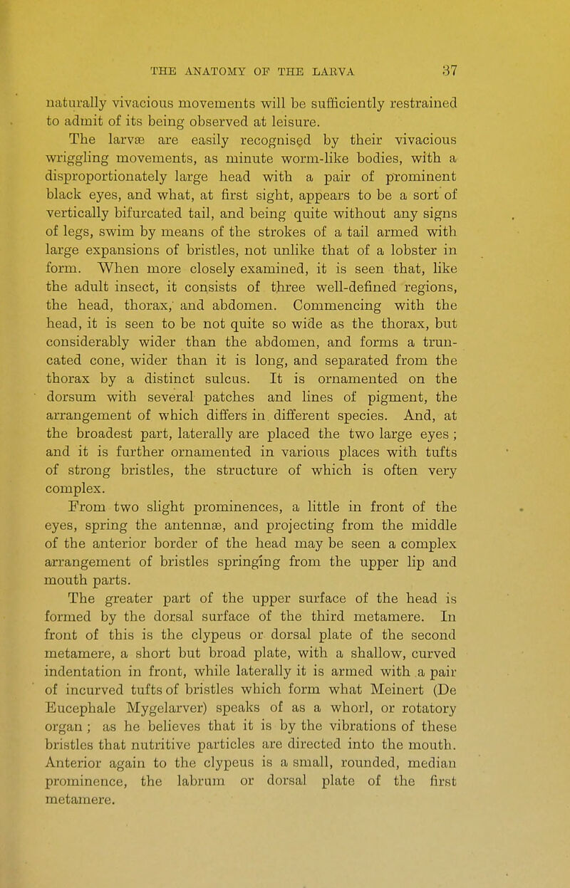 naturally vivacious movements will be sufficiently restrained to admit of its being observed at leisure. The larvae are easily recognised by their vivacious wriggling movements, as minute worm-like bodies, with a disproportionately large head with a pair of prominent black eyes, and what, at first sight, appears to be a sort of vertically bifurcated tail, and being quite without any signs of legs, swim by means of the strokes of a tail armed with large expansions of bristles, not unlike that of a lobster in form. When more closely examined, it is seen that, like the adult insect, it consists of three well-defined regions, the head, thorax, and abdomen. Commencing with the head, it is seen to be not quite so wide as the thorax, but considerably wider than the abdomen, and forms a trun- cated cone, wider than it is long, and separated from the thorax by a distinct sulcus. It is ornamented on the dorsum with several patches and lines of pigment, the arrangement of which differs in different species. And, at the broadest part, laterally are placed the two large eyes ; and it is further ornamented in various places with tufts of strong bristles, the structure of which is often very complex. From two slight prominences, a little in front of the eyes, spring the antennae, and projecting from the middle of the anterior border of the head may be seen a complex arrangement of bristles springing from the upper lip and mouth parts. The greater part of the upper surface of the head is formed by the dorsal surface of the third metamere. In front of this is the clypeus or dorsal plate of the second metamere, a short but broad plate, with a shallow, curved indentation in front, while laterally it is armed with a pair of incurved tufts of bristles which form what Meinert (De Eucephale Mygelarver) speaks of as a whorl, or rotatory organ; as he believes that it is by the vibrations of these bristles that nutritive particles are directed into the mouth. Anterior again to the clypeus is a small, rounded, median prominence, the labrum or dorsal plate of the first metamere.