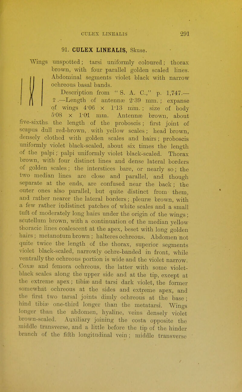 91. CULEX LINEALIS, Skuse. Wings unspotted; tarsi uniformly coloured; thorax brown, with four parallel golden scaled lines. Abdominal segments violet black with narrow ochreous basal bands. Description from  S. A. C, p. 1,747.— ? •—Length of antennae 2'39 mm. ; expanse of wings 4-06 x 1-13 mm. ; size of body 5'08 X I'Ql mm. Antennae brown, about five-sixths, the length of the proboscis; first joint of scapus dull red-brown,. with yellow scales; head brown, densely clothed with golden scales and hairs; proboscis uniformly violet black-scaled, about six times the length of the palpi; palpi uniformly violet black-scaled. Thorax brown, with four distinct lines and dense lateral borders of golden scales; the interstices bare, or nearly so; the two median Hnes are close and parallel, and though separate at the ends, are confused near the back; the outer ones also parallel, but quite distinct from them, and rather nearer the lateral borders; .pleurse brown, with a few rather indistinct patches of white scales and a small tuft of moderately long hairs under the origin of the wings ; sciutellum brown, with a continuation of the median yellow th oracic lines coalescent at the apex, beset with long golden hairs ; metanotum brown ; halteres ochreous. Abdomen not quite twice the length of the thorax, superior segments violet black-scaled, narrowly ochre-banded in front, while ventrally the ochreous portion is wide and the violet narrow. Coxae and femora ochreous, the latter with some violet- black scales along the upper side and at the tip, except at the extreme apex; tibiae and tarsi dark violet, the former somewhat ochreous at the sides and extreme apex, and the first two tarsal joints dimly ochreous at the base ; hind tibiae one-third longer than the metatarsi. Wings longer than the abdomen, hyaline, veins densely violet brown-scaled. AuxiHary joining the costa opposite the middle transverse, and a little before the tip of the hinder branch of the fifth longitudinal vein; middle transverse