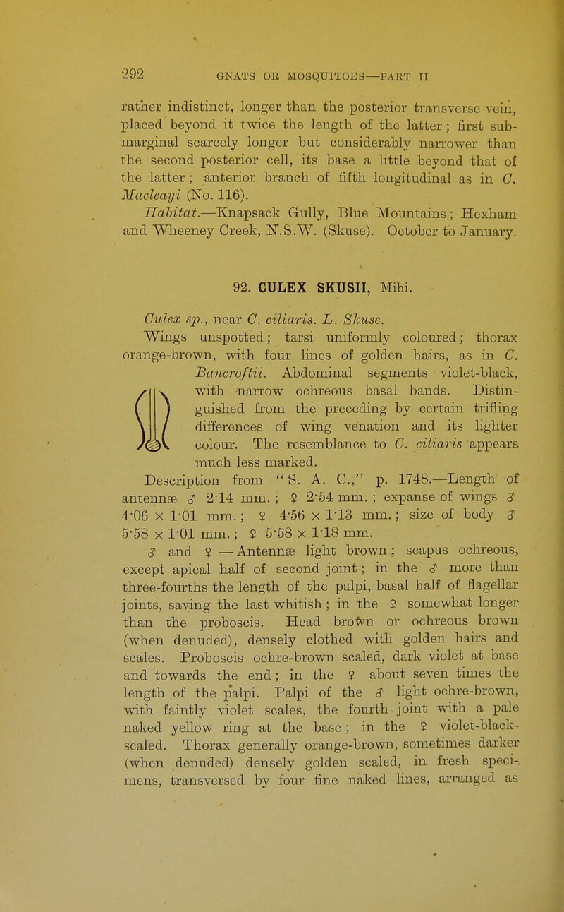 rather indistinct, longer than the posterior transverse vein, placed beyond it twice the length of the latter; first sub- marginal scarcely longer but considerably narrower than the second posterior cell, its base a little beyond that of the latter; anterior branch of fifth longitudinal as in G. Macleayi (No. 116). Habitat.—Knapsack Gully, Blue Mountains; Hexham and AVheeney Creek, IST.S.W. (Skuse). October to January. 92. CULEX SKUSII, Mihi. Gulex sp., near G. ciliaris. L. Skuse. Wings unspotted; tarsi uniformly coloured; thorax orange-brown, with four lines of golden hairs, as in C. Bancroftii. Abdominal segments violet-black, with narrow ochreous basal bands. Distin- guished from the preceding by certain trifling differences of wing venation and its hghter colour. The resemblance to G. ciliaris appears much less marked. Description from  S. A. C, p. 1748.—Length of antennae <? 214 mm. ; ? 2'54 mm. ; expanse of wings 3 4- 06 X 1-01 mm.; 2 4-56 x US mm.; size of body $ 5- 68 X 1-01 mm.; ? 5-58 x 1-18 mm. 3' and ? —Antennae light brown ^ scapus ochreous, except apical half of second joint; in the <? more than three-fourths the length of the palpi, basal half of flagellar joints, saving the last whitish; in the ? somewhat longer than the proboscis. Head brotvn or ochreous brown (when denuded), densely clothed with golden hairs and scales. Proboscis ochre-brown scaled, dark violet at base and towards the end; in the ? about seven times the length of the palpi. Palpi of the <? hght ochre-brown, with faintly violet scales, the fourth joint with a pale naked yellow ring at the base; in the ? violet-black- scaled. Thorax generally orange-brown, sometimes darker (when denuded) densely golden scaled, in fresh speci- mens, transversed by four fine naked lines, arranged as