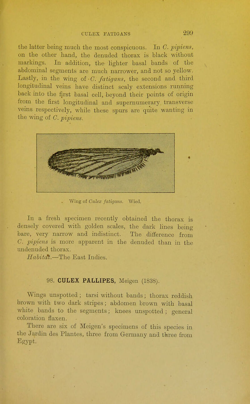 the latter being much the most conspicuous. In C. 2np'is7is, on the other hand, the denuded thorax is black without markings. In addition, the- lighter basal bands of the abdominal segments are much narrower, and not so yellow. Lastly, in the wing of-C fatigans, the second and third longitudinal veins have distinct scaly extensions running back into the first basal cell, beyond their points of origin Irom the first longitudinal and supernumerary transverse veins respectively, while these spurs are quite wanting in the wing of G. pipiens. Wing of C'ulex fatigans. Wied. In a fresh specimen recently obtained the thorax is densely covered with golden scales, the dark lines being bare, very narrow and indistinct. The difference from C. pipiens is more apparent in the denuded than in the undenuded thorax. HahitcHt.—The Bast Indies. 98. CULEX PALLIPES, Meigen (1838). Wings unspotted; tarsi without bands; thorax reddish brown with two dark stripes; abdomen brown with basal white bands to the segments; knees unspotted ; general coloration flaxen. There are six of Meigen's specimens of this species in the Jardin des Plantes, three from Germany and three from Egypt.