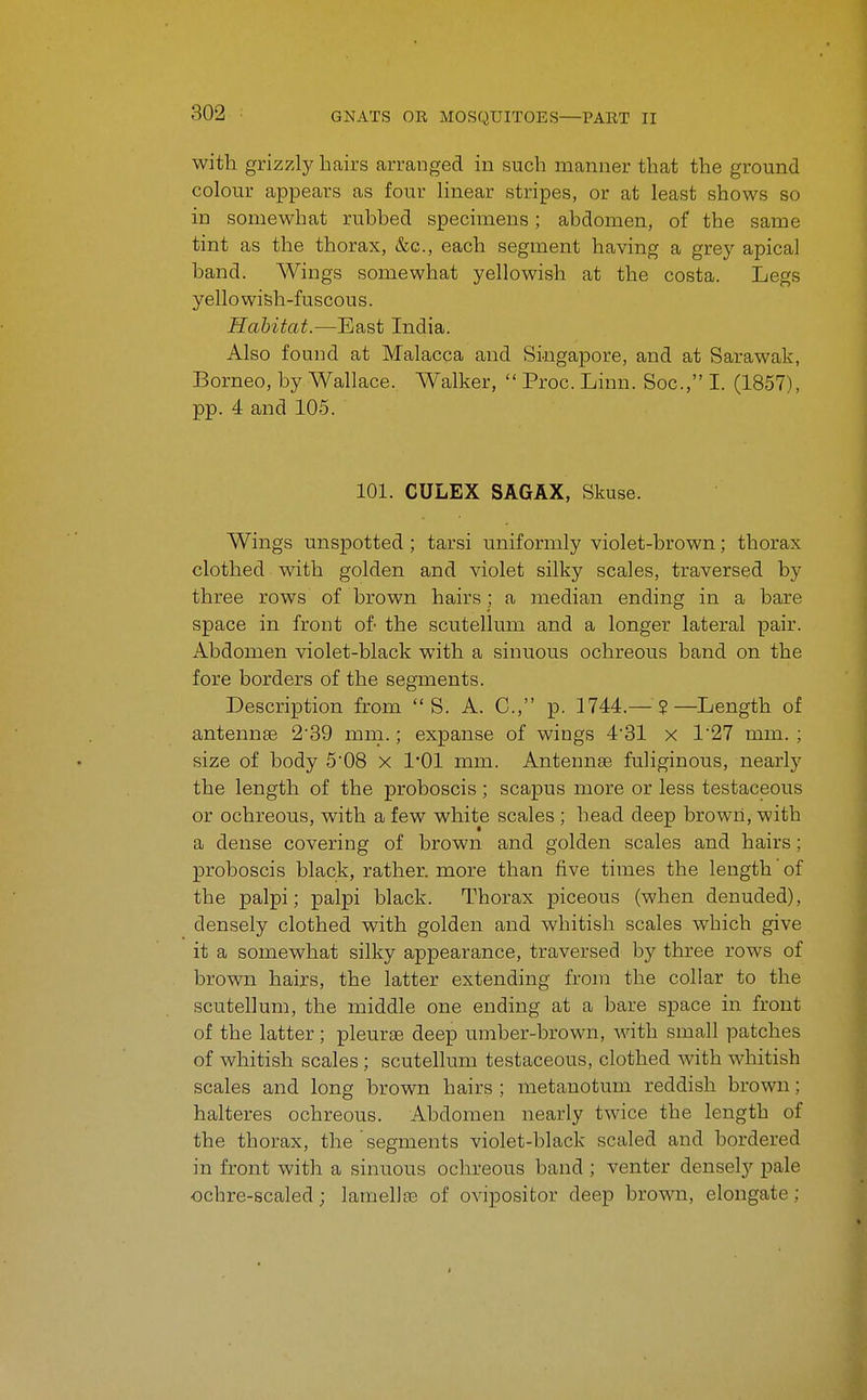 with grizzly hairs arranged in such manner that the ground colour appears as four linear stripes, or at least shows so in somewhat rubbed specimens; abdomen, of the same tint as the thorax, &c., each segment having a grey apical band. Wings somewhat yellowish at the costa. Legs yellowish-fuscous. Habitat.—East India. Also found at Malacca and Singapore, and at Sarawak, Borneo, by Wallace. Walker,  Proc. Linn. Soc, I. (1857), pp. 4 and 105. 101. CULEX SAGAX, Skuse. Wings unspotted ; tarsi uniformly violet-brown; thorax clothed with golden and violet silky scales, traversed by three rows of brown hairs; a median ending in a bare space in front of the scutellum and a longer lateral pair. Abdomen violet-black with a sinuous ochreous band on the fore borders of the segments. Description from  S. A. C, p. 1744.— ?—Length of antennae 2'39 mm.; expanse of wings 481 x 1'27 mm. ; size of body 5'08 x 1*01 mm. AntennEe fuliginous, nearly the length of the proboscis ; scapus more or less testaceous or ochreous, with a few white scales ; head deep brown, with a dense covering of brown and golden scales and hairs; proboscis black, rather, more than five times the length of the palpi; palpi black. Thorax piceous (when denuded), densely clothed with golden and whitish scales which give it a somewhat silky appearance, traversed by three rows of brown hairs, the latter extending from the collar to the scutellum, the middle one ending at a bare space in front of the latter; pleurae deep umber-brown, with small patches of whitish scales; scutellum testaceous, clothed with whitish scales and long brown hairs ; metanotum reddish brown; halteres ochreous. Abdomen nearly twice the length of the thorax, the segments violet-black scaled and bordered in front with a sinuous ochreous band ; venter densely pale •ochre-scaled; lamellae of ovipositor deep brown, elongate; I