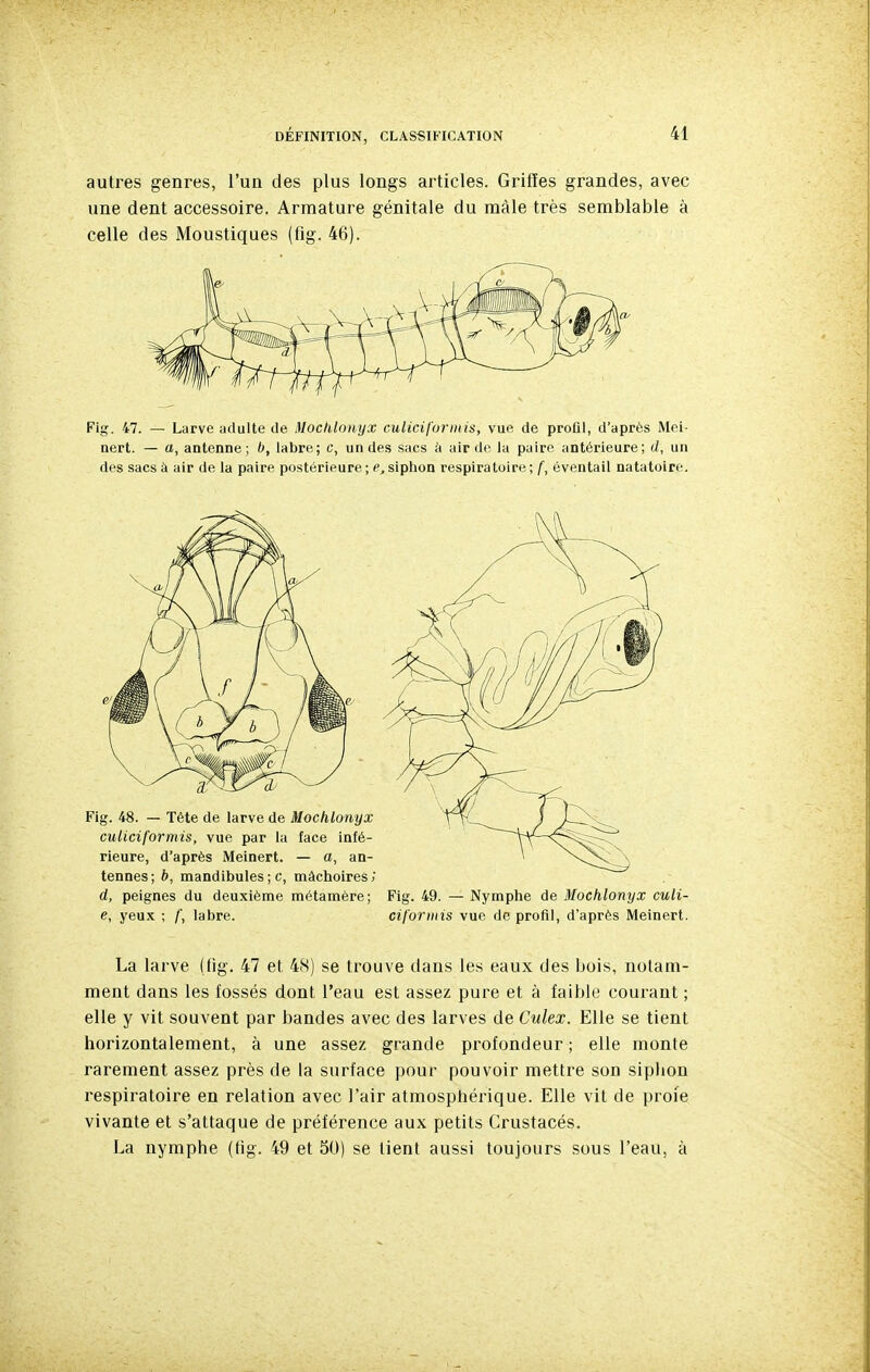 autres genres, l'un des plus longs articles. Griffes grandes, avec une dent accessoire. Armature génitale du mâle très semblable à celle des Moustiques (fig. 46). Fig. 47. — Larve adulte de Mochlonyx culiciformis, vue de profll, d'après Mei- nert. — a, antenne; b, labre; c, un des sacs à air de la paire antérieure; d, un des sacs à air de la paire postérieure ; e, siphon respiratoire ; (, éventail natatoire. d, peignes du deuxième métamère; Fig. 49. — Nymphe de Mochlonyx culi- e, yeux ; /', labre. cifurmis vue de profll, d'après Meinert. La larve (tig. 47 et 48) se trouve dans les eaux des bois, notam- ment dans les fossés dont l'eau est assez pure et à faible courant ; elle y vit souvent par bandes avec des larves de Culex. Elle se tient horizontalement, à une assez grande profondeur ; elle monte rarement assez près de la surface pour pouvoir mettre son siphon respiratoire en relation avec l'air atmosphérique. Elle vit de proie vivante et s'attaque de préférence aux petits Crustacés. La nymphe (tig. 49 et 30) se lient aussi toujours sous l'eau, à