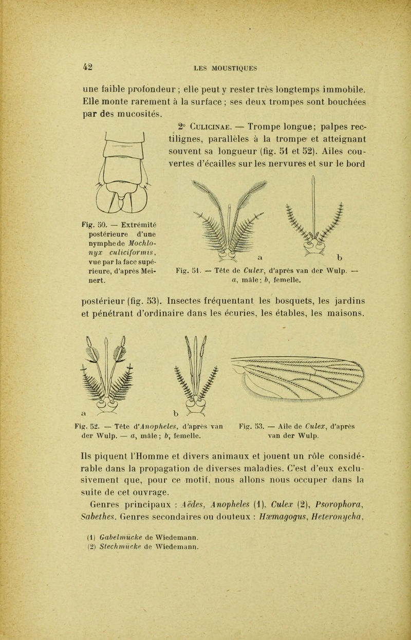 une faible profondeur ; elle peut y rester très longtemps imnnobile. Elle monte rarement à la surface ; ses deux trompes sont bouchées par des mucosités. 2° CuLiciNAE. — Trompe longue; palpes rec- tilignes, parallèles à la trompe et atteignant souvent sa longueur (lig. 51 et 52). Ailes cou- vertes d'écaillés sur les nervures et sur le bord Fig. SO. — Extrémité postérieure d'une nymphe de Mochlo- nyx culiciformis, vue par la face supé- rieure, d'après Mei- nert. Fig. oi. — Tète de Culex, d'après van der Wulp. a, mâle-, b, femelle. postérieur (fig. 53). Insectes fréquentant les bosquets, les jardins et pénétrant d'ordinaire dans les écuries, les étables, les maisons. Fiîï. 52. — Tête d'Anopheleit, d'après van der Wulp. — a, mâle; b, femelle. Fifï. 53. — Aile de Culex, d'après van der Wulp. Ils piquent l'Homme et divers animaux et jouent un rôle considé- rable dans la propagation de diverses maladies. C'est d'eux exclu- sivement que, pour ce motif, nous allons nous occuper dans la suite de cet ouvrage. Genres principaux : Aëdes, Anophèles (1). Culex (2), Psorophora, Sahethes. Genres secondaires ou douteux : Hœmagogus, Heteronycha. (1) Gabelmûcke de Wiedemann. (2) Stechmiickp de Wiedemann.