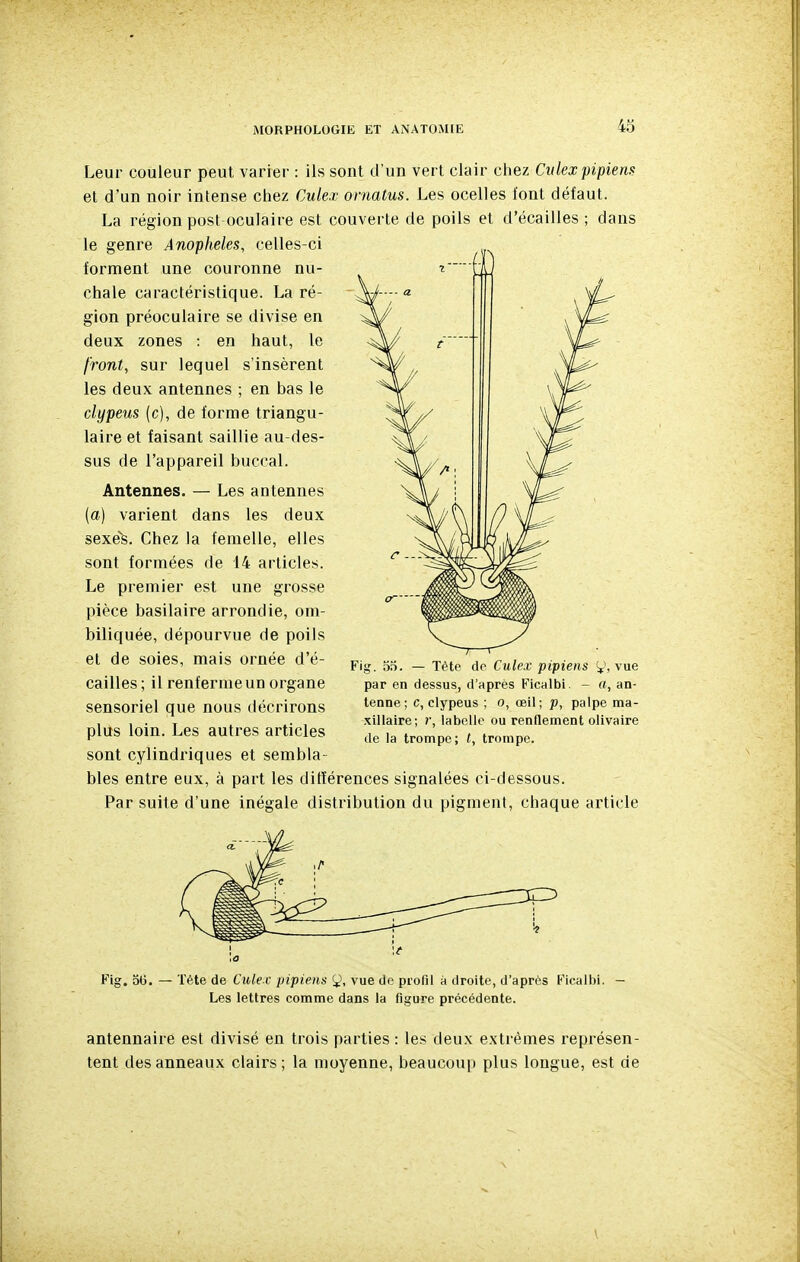 Leur couleur peut varier : ils sont d'un vert clair chez Cvlexpipiem et d'un noir intense chez Culex ornatus. Les ocelles font défaut. La région post-oculaire est couverte de poils et d'écaillés ; dans le genre Anophèles, celles-ci forment une couronne nu- chale caractéristique. La ré- gion préoculaire se divise en deux zones : en haut, le front, sur lequel s'insèrent les deux antennes ; en bas le clypeus (c), de forme triangu- laire et faisant saillie au-des- sus de l'appareil buccal. Antennes. — Les antennes (a) varient dans les deux sexe^. Chez la femelle, elles sont formées de 14 articles. Le premier est une grosse pièce basilaire arrondie, om- biliquée, dépourvue de poils et de soies, mais ornée d'é- cailles ; il renferme un organe sensoriel que nous décrirons plus loin. Les autres articles sont cylindriques et sembla bles entre eux, à part les ditïérences signalées ci-dessous. Par suite d'une inégale distribution du pigment, chaque article 1 1^ Fig. 56. — Tête de Cule c pipiens 9, vue do profil à droite, d'après Ficalbi. — Les lettres comme dans la figure précédente. antennaire est divisé en trois parties: les deux extrêmes représen- tent des anneaux clairs; la moyenne, beaucoup plus longue, est de Fig. on. — Tète de Culex pipiens y, vue par en dessus, d'après Ficalbi. - a, an- tenne; C, clypeus ; o, oeil; p, palpe ma- xillaire; r, labclle ou renflement olivaire de la trompe; l, trompe.