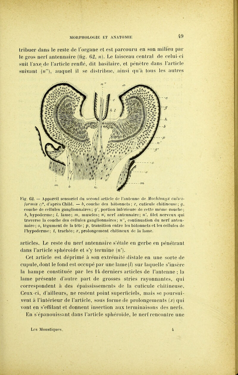 tribuer dans le reste de l'organe et est parcouru en son milieu par le gros nerf antennaire (fig. 62, n). Le faisceau central de celui-ci suit l'axe de l'article renflé, dit basilaire, et pénètre dans l'article suivant (n), auquel il se distribue, ainsi qu'à tous les autres l''ig. G2. — Appareil sensoriel du second article de l'antenne do Mochlonijx culici- l'ormis cf, d'après Child. — 6, couche des bâtonnets; c, cuticule chitineuse; g. couche de cellules ganglionnaires; g', portion inférieure de celte mémo couche; h, hypoderme; /, lame; m, muscles; r), nerf antennaire; n', filet nerveux qui traverse la couche des cellules ganglionnaires; n, continuation du nerf anten- naire; 0, tégument de la tète ; p, transition entre les bâtonnets et les cellules de l'hypoderme; t, trachée; .T, prolongement chitincux de la lame. articles. Le reste du nerf antennaire s'étale en gerbe en pénétrant dans l'article sphéroïde et s'y termine (n'). Cet article est déprimé à son extrémité distale en une sorte de cupule, dont le fond est occupé par une lame(/) sur laquelle s'insère la hampe constituée par les 14 derniers articles de l'antenne ; la lame présente d'autre part de grosses stries rayonnantes, qui correspondent à des épaississements de la cuticule cliitineuse. Ceux-ci, d'ailleurs, ne restent point superficiels, mais se poursui- vent à l'intérieur de l'article, sous forme de prolongements (j) qui vont en s'effîlant et donnent insertion aux terminaisons des nerfs. En s'épanouissant dans l'article sphéroïde, le nerf rencontre une Les Moustiques. 4