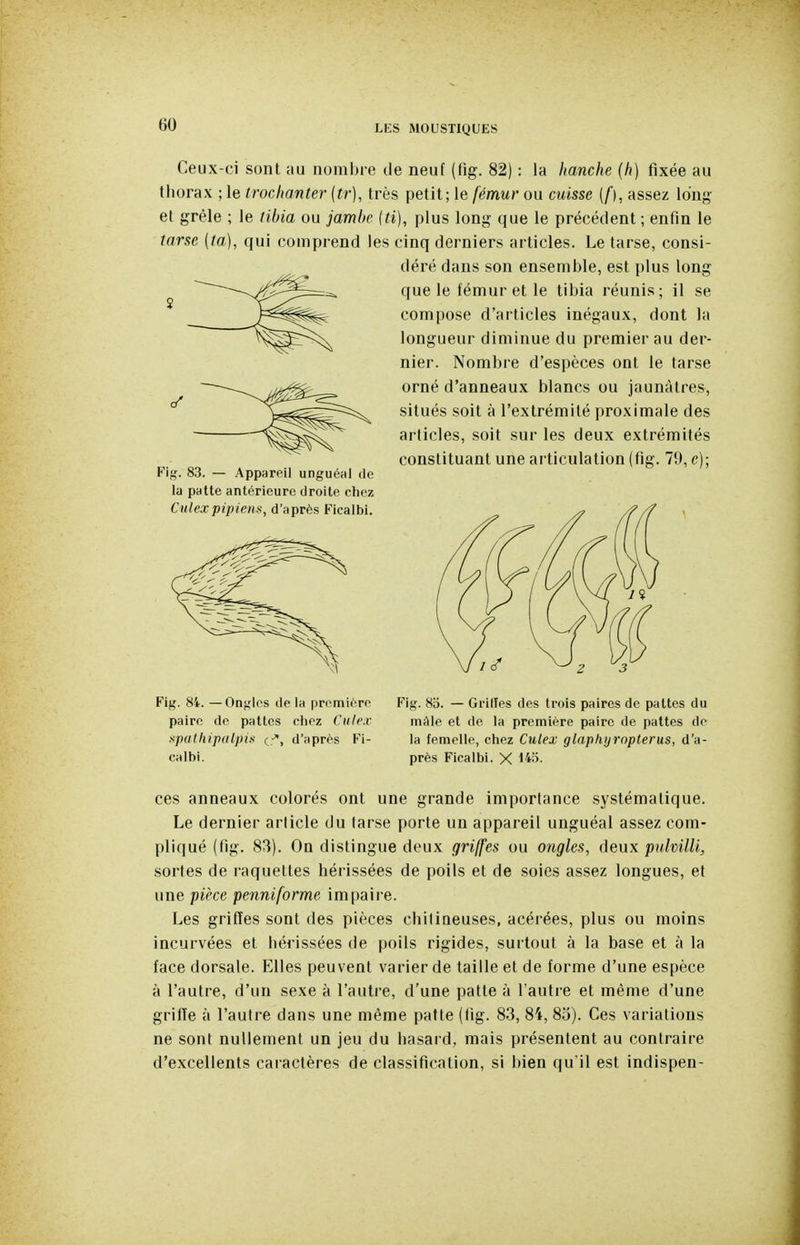 Ceux-ci sont au nombre de neuf (fig. 82) : la hanche (h) fixée au tliorax ; le trochanter (tr), très petit; le fémur ou misse (f), assez long- et grêle ; le tibia ou jambe {ti), plus long que le précédent ; enfin le tarse [ta], qui comprend les cinq derniers articles. Le tarse, consi- déré dans son ensemble, est plus long que le fémur et le tibia réunis; il se compose d'articles inégaux, dont la longueur diminue du premier au der- nier. Nombre d'espèces ont le tarse orné d'anneaux blancs ou jaunâtres, situés soit à l'extrémité proximale des articles, soit sur les deux extrémités constituant une articulation (fig. 79, c); Fii;. 83. — Appareil unguéal de la patte antérieure droite chez Culexpipiens, d'après Ficalbi. Fig. 84. — Oncles de la première paire de pattes chez Cutex xpathipaipi» c'. d'après Fi- calbi. Fig. 8a. — Grilles des trois paires de pattes du mâle et de la première paire de pattes de la femelle, chez Culex glaphijropterus, d'a- près Ficalbi. X 14f>- ces anneaux colorés ont une grande importance systématique. Le dernier article du tarse porte un appareil unguéal assez com- pliqué (fig. 83). On distingue deux griffes ou ongles, deux pulvilli, sortes de raquettes hérissées de poils et de soies assez longues, et une pièce penniforme impaire. Les gritïes sont des pièces chitineuses, acérées, plus ou moins incurvées et hérissées de poils rigides, surtout à la base et à la face dorsale. Elles peuvent varier de taille et de forme d'une espèce à l'autre, d'un sexe à l'autre, d'une patte à l autie et même d'une griffe à l'autre dans une même palle (fig. 83, 84, 85). Ces variations ne sont nullement un jeu du hasard, mais présentent au contraire d'excellents caiactères de classification, si bien qu il est indispen-