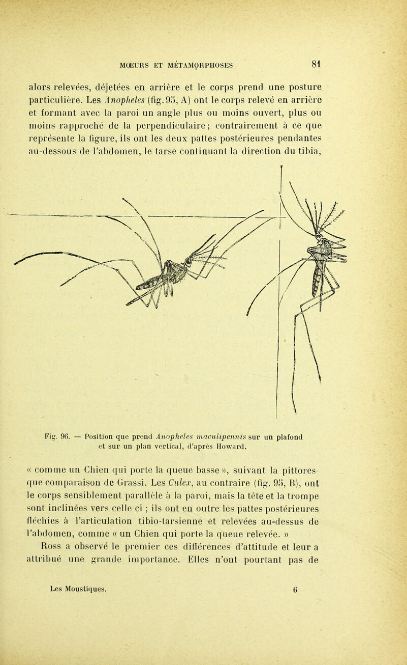 alors relevées, déjetées en arrière et le corps prend une posture particulière. Les Anophèles (fig. 9o, A) ont le corps relevé en arrière et formant avec la paroi un angle plus ou moins ouvert, plus ou moins rapproché de la perpendiculaire; contrairement à ce que représente la ligure, ils ont les deux pattes postérieures pendantes au-dessous de l'abdomen, le tarse continuant la direction du tibia, Fig. 96. — Position que prend Anophèles maculipetmis sur un plafond et sur un plan vertical, d'après Howard. (( comme un Chien qui porte la queue basse», suivant la pittores- que comparaison de Grassi. Les Culex, au contraire (fig. 9,'), B), ont le corps sensiblement parallèle à la paroi, mais la tète et la trompe sont inclinées vers celle ci ; ils ont en outre les pattes postérieures fléchies h l'articulation tibio-larsienne et relevées au-dessus de l'abdomen, comme « un Chien qui porte la queue relevée. » Ross a observé le premier ces ditïérences d'attitude et leur a attribué une grande importance. Elles n'ont pourtant pas de Les Moustiques. 6