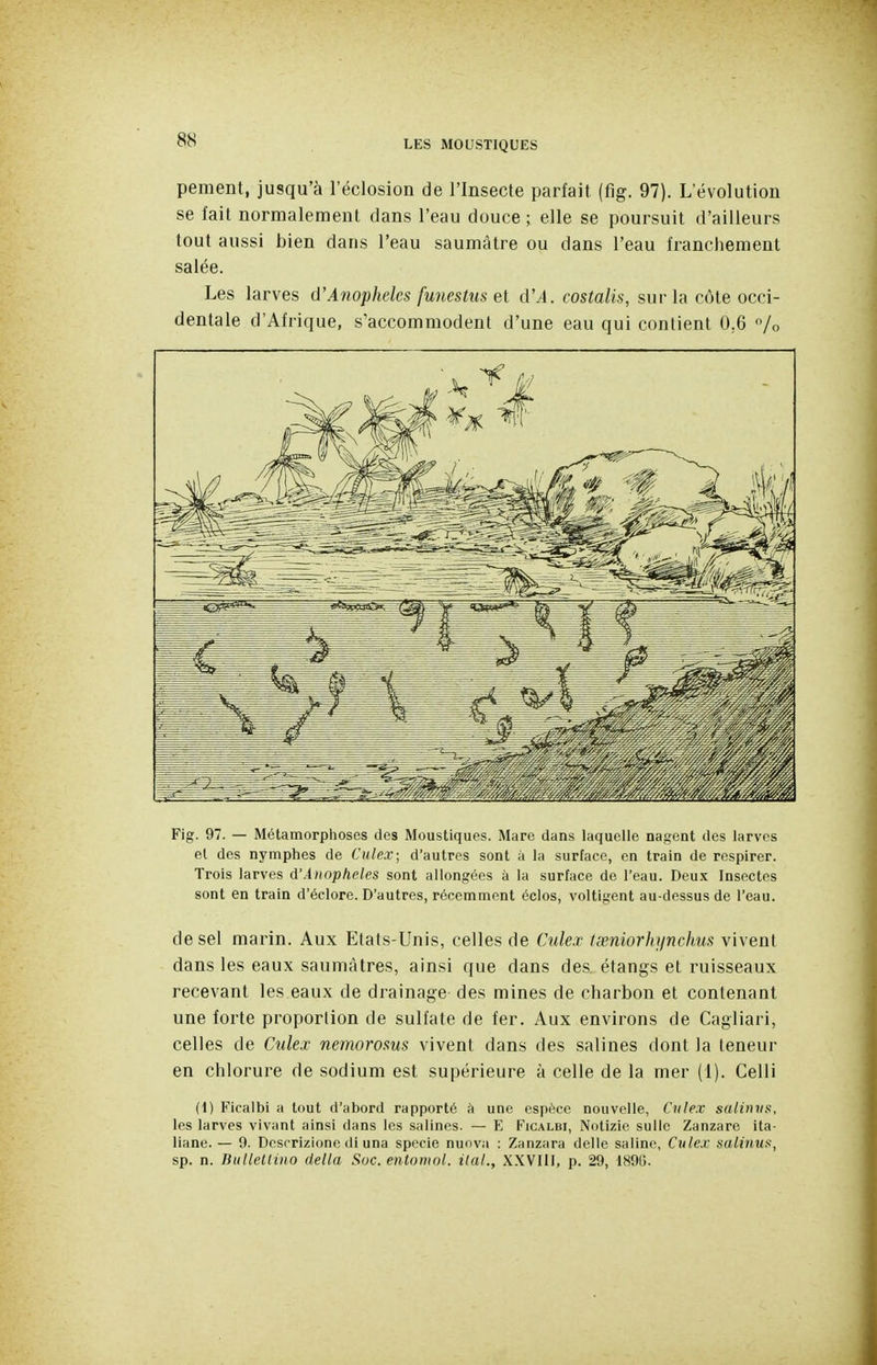 pement, jusqu'à l'éclosion de l'Insecte parfait (fig. 97). L'évolution se fait normalement dans l'eau douce ; elle se poursuit d'ailleurs tout aussi bien dans l'eau saumâtre ou dans l'eau franchement salée. Les larves d'Anophèles funestiis et d'A. costalis, sur la côte occi- dentale d'Afrique, s'accommodent d'une eau qui contient 0,6 /o Fig. 97. — Métamorphoses des Moustiques. Mare dans laquelle nagent des larves el des nymplies de Cidex; d'autres sont à la surface, en train de respirer. Trois larves d'Aiiopheles sont allongées à la surface de l'eau. Deu.x Insectes sont en train d'écloro. D'autres, récemment éclos, voltigent au-dessus de l'eau. de sel marin. Aux Etats-Unis, celles de Cule.r tœniorhynchus vivent dans les eaux saumàtres, ainsi que dans des étangs et ruisseaux recevant les eaux de drainage des mines de charbon et contenant une forte proportion de sulfate de fer. Aux environs de Cagliari, celles de Culex nemorosus vivent dans des salines dont la teneur en chlorure de sodium est supérieure à celle de la mer (1). Celli (1) Ficalbi a tout d'abord rapporté k une espèce nouvelle, Cvie.v salitivs. les larves vivant ainsi dans les salines. — E Ficalbi, Notizie sullc Zanzare ita- liane.— 9. Dcscrizione di una specie nuova : Zanzara délie saline, Culex salinus, sp. n. BuHetlino délia Soc. entomol. ilal., X.XVIIJ, p. 29, 1890.