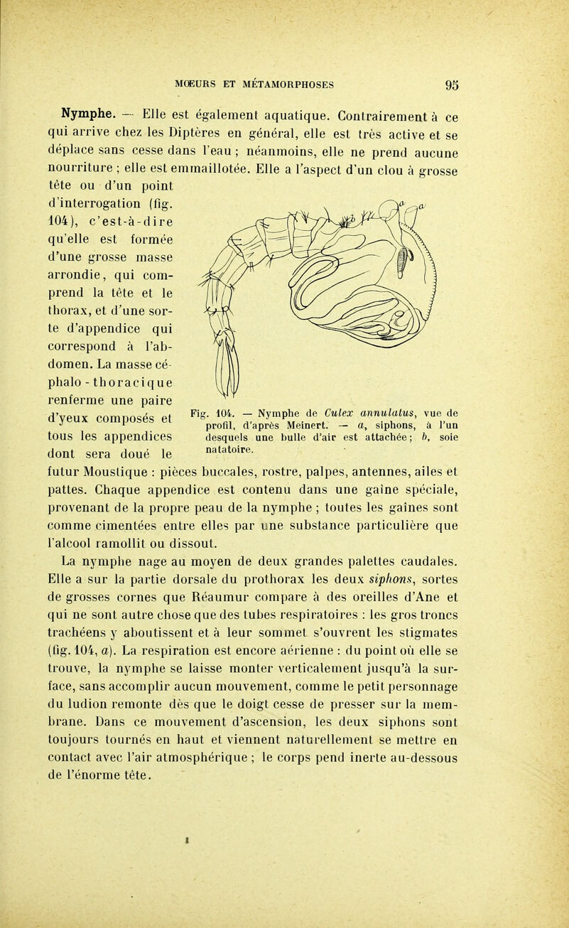 Nymphe. -- Elle est également aquatique. Contrairement à ce qui arrive cliez les Diptères en général, elle est très active et se déplace sans cesse dans l'eau ; néanmoins, elle ne prend aucune nourriture ; elle est emmaillotée. Elle a l'aspect d'un clou à grosse tête ou d'un point d'interrogation (fig, /^^^ 104), c'est-à-dire qu'elle est formée d'une grosse masse arrondie, qui com- prend la tète et le thorax, et d'une sor- te d'appendice qui correspond à l'ab- domen. La masse cé- phalo - thoracique renferme une paire d'yeux composés et tous les appendices dont sera doué le futur Moustique : pièces buccales, rostre, palpes, antennes, ailes et pattes. Chaque appendice est contenu dans une gaine spéciale, provenant de la propre peau de la nymphe ; toutes les gaines sont comme cimentées entre elles par une substance particulière que l'alcool ramollit ou dissout. La nymphe nage au moyen de deux grandes palettes caudales. Elle a sur la partie dorsale du prothorax les deux siphons, sortes de grosses cornes que Réaumur compare à des oreilles d'Ane et qui ne sont autre chose que des tubes respiratoires : les gros troncs trachéens y aboutissent et à leur sommet s'ouvrent les stigmates (fig. 104, a). La respiration est encore aérienne : du point où elle se trouve, la nymphe se laisse monter verticalement jusqu'à la sur- face, sans accomplir aucun mouvement, comme le petit personnage du ludion remonte dès que le doigt cesse de presser sur la mem- brane. Dans ce mouvement d'ascension, les deux siphons sont toujours tournés en haut et viennent naturellement se mettre en contact avec l'air atmosphérique ; le corps pend inerte au-dessous de l'énorme tête. Fig. 104. — Nymphe de Culex annulalus, vue de profil, d'après Meinert. — a, siphons, à l'un desquels une bulle d'air est attachée ; b, soie natatoire.