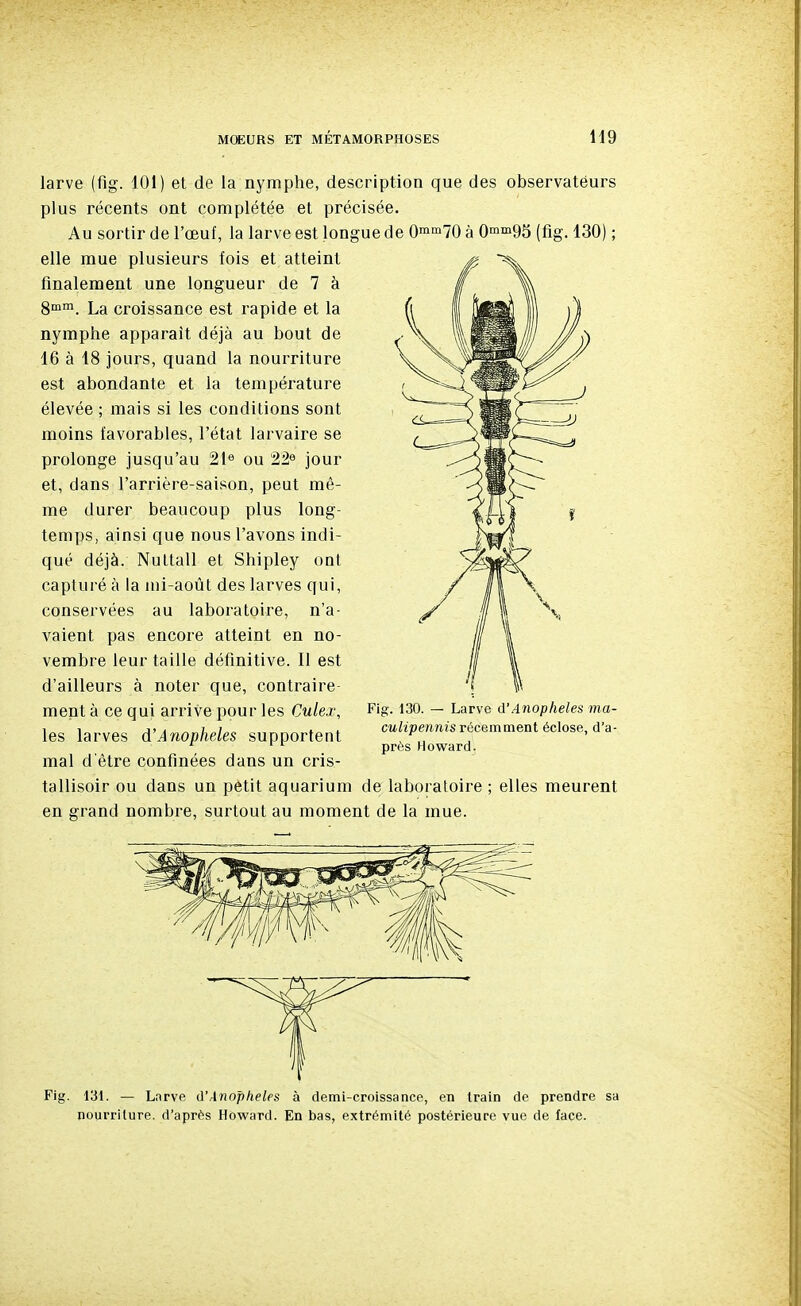 larve (fig. 101) et de la nymphe, description que des observateurs plus récents ont complétée et précisée. Au sortir de l'œuf, la larve est longue de O'^'^IO à Ommgs (flg. 130) ; elle mue plusieurs fois et atteint finalement une longueur de 7 à 8°^. La croissance est rapide et la nymphe apparaît déjà au bout de 16 à 18 jours, quand la nourriture est abondante et la température élevée ; mais si les conditions sont moins favorables, l'état larvaire se prolonge jusqu'au 21e ou jour et, dans l'arrière-saison, peut mê- me durer beaucoup plus long- temps, ainsi que nous l'avons indi- qué déjà. Nuttall et Shipley ont capturé à la mi-août des larves qui, conservées au laboratoire, n'a- vaient pas encore atteint en no- vembre leur taille définitive. Il est d'ailleurs à noter que, contraire ment à ce qui arrive pour les Cule.i\ les larves A'Anophèles supportent mal d'être confinées dans un cris- tallisoir ou dans un petit aquarium de laboratoire ; elles meurent en grand nombre, surtout au moment de la mue. Fig. 130. — Larve (\'Anophèles ma- CM/ïpe/inis récemment éclose, d'a- près Howard. Fig. 131. — Lnrve ù'.\noj)heles à demi-croissance, en train de prendre sa nourriture, d'après Howard. En bas, extrémité postérieure vue de face.