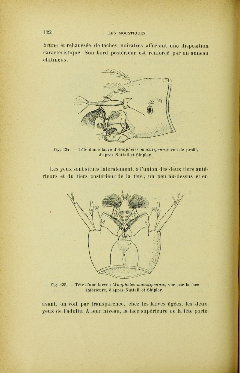 brune el rehaussée de taches noirâtres afïeclant une disposition caractéristique. Son bord postérieur est renforcé par un anneau chitineux. Fig. 134. — T(He cl'uno larve û'Anophelex maculipennis vue de profil, d'après Nultall et Sliipley. Les yeux sont situés latéralement, à l'union des deux tiers anté- rieurs et du tiers postérieur de la tète; un peu au-dessus et en Fig. 135. — Tête d'une larve â'Anophèles maculipennis, vue par la face inférieure, d'après Nultall et Shipley. avant, on voit par transparence, chez les larves âgées, les deux yeux de l'adulte. A leur niveau, la face supérieure de la tête porte