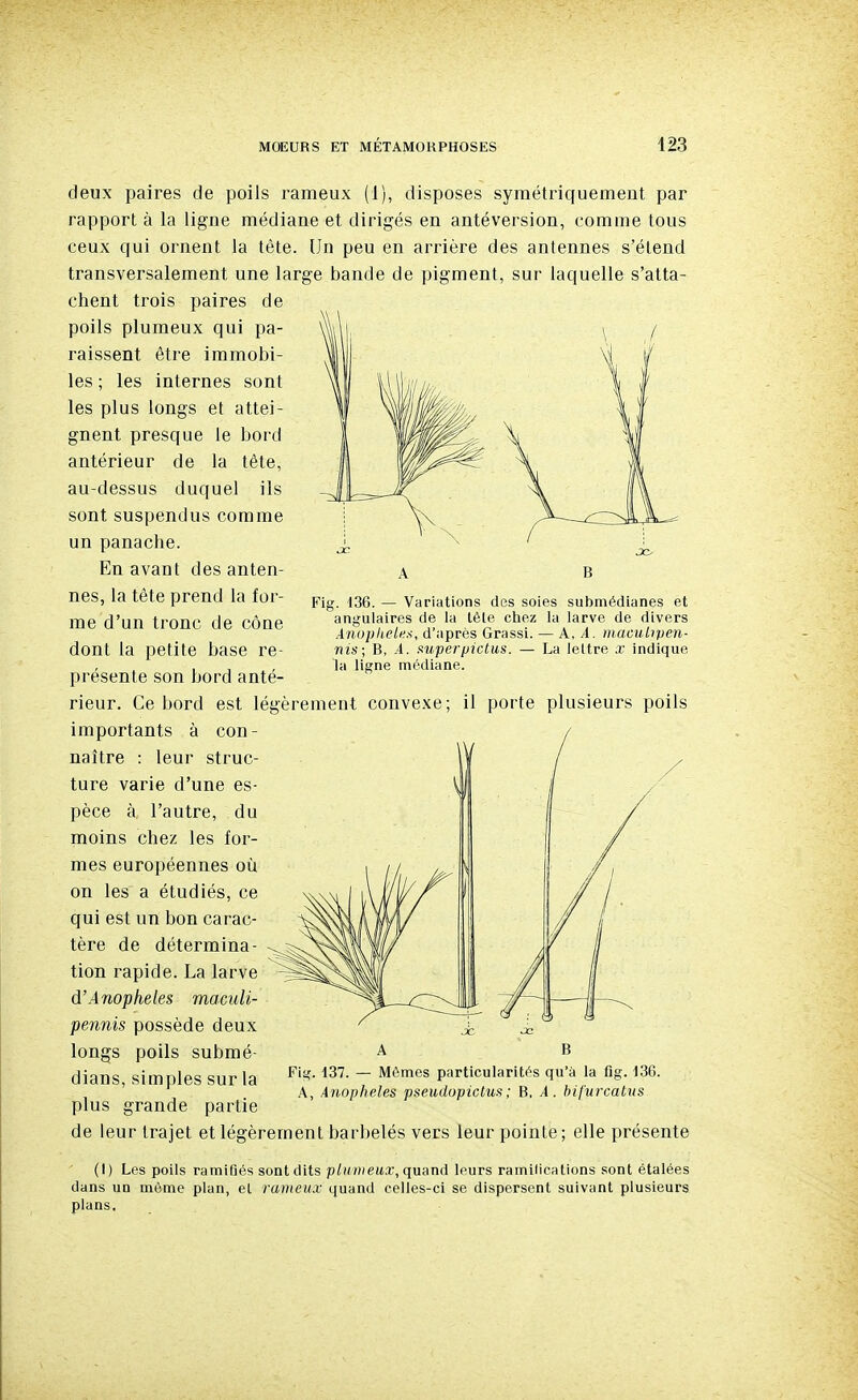 deux paires de poils rameux (1), disposes symétriquement par rapport à la ligne médiane et dirigés en antéversion, comme tous ceux qui ornent la tête. Un peu en arrière des antennes s'étend transversalement une large bande de pigment, sur laquelle s'atta- chent trois paires de poils plumeux qui pa- raissent être immobi- les ; les internes sont les plus longs et attei- gnent presque le bord antérieur de la tête, au-dessus duquel ils sont suspendus comme un panache. En avant des anten- nes, la tête prend la for- me d'un tronc de cône dont la petite base re- présente son bord anté- A B Fig. 136. — Variations des soies submédianes et angulaires de la tête chez la larve de divers ÀnoplieluA, d'après Grassi. — X, A. niacuLipen- nis; B, -4. mperpictus. — La leltre x indique la ligne médiane. rieur. Ce bord est légèrement convexe; il porte plusieurs poils importants à con- naître : leur struc- ture varie d'une es- pèce à, l'autre, du moins chez les for- mes européennes où on les a étudiés, ce qui est un bon carac- tère de détermina- tion rapide. La larve d'Anophèles maculi- pennis possède deux longs poils submé- dians, simples sur la plus grande partie de leur trajet et légèrement barbelés vers leur pointe; elle présente A B Fig. 137. — Mômes particularités qu'à la fig. 136. A, Anophèles pseudopictus; B, A. bifnrcatus (I) Les poils ramifiés sont dits p/((7?/eit.T, quand leurs ramilications sont étalées dans un même plan, et rameux quand celles-ci se dispersent suivant plusieurs plans.