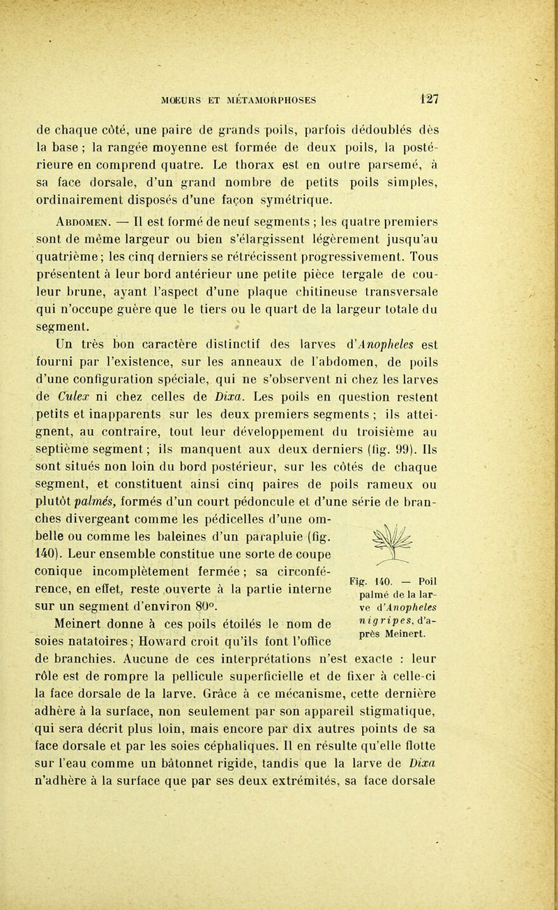 de chaque côté, une paire de grands poils, parfois dédoublés dès la base ; la rangée moyenne est formée de deux poils, la posté- rieure en comprend quatre. Le thorax est eu outre parsemé, à sa face dorsale, d'un grand nombre de petits poils simples, ordinairement disposés d'une façon symétrique. Ardomen. — Il est formé de neuf segments ; les quatre premiers sont de même largeur ou bien s'élargissent légèrement jusqu'au quatrième; les cinq derniers se rétrécissent progressivement. Tous présentent à leur bord antérieur une petite pièce fergale de cou- leur brune, ayant l'aspect d'une plaque chitineuse transversale qui n'occupe guère que le tiers ou le quart de la largeur totale du segment. Un très bon caractère distinctif des larves d'Anophèles est fourni par l'existence, sur les anneaux de l'abdomen, de poils d'une configuration spéciale, qui ne s'observent ni chez les larves de Culex ni chez celles de Dixa. Les poils en question restent petits et inapparents sur les deux premiers segments ; ils attei- gnent, au contraire, tout leur développement du troisième au septième segment ; ils manquent aux deux derniers (fig. 99). Ils sont situés non loin du bord postérieur, sur les côtés de chaque segment, et constituent ainsi cinq paires de poils rameux ou plutôt palmés, formés d'un court pédoncule et d'une série de bran- ches divergeant comme les pédicelles d'une om- soies natatoires ; Howard croit qu'ils font l'ofTice de branchies. Aucune de ces interprétations n'est exacte : leur rôle est de rompre la pellicule superficielle et de fixer à celle-ci la face dorsale de la larve. Grâce à ce mécanisme, cette dernière adhère à la surface, non seulement par son appareil stigmatique, qui sera décrit plus loin, mais encore par dix autres points de sa face dorsale et par les soies céphaliques. 11 en résulte qu'elle flotte sur l'eau comme un bâtonnet rigide, tandis que la larve de Dixa n'adhère à la surface que par ses deux extrémités, sa face dorsale belle ou comme les baleines d'un parapluie (fig. 140). Leur ensemble constitue une sorte de coupe conique incomplètement fermée ; sa circonfé- rence, en effet, reste ouverte à la partie interne sur un segment d'environ 80°. Meinert donne à ces poils étoilés le nom de Fig. 140. — Poil palmé de la lar- ve A'Anophèles nigripes, d'a- près Meinert.