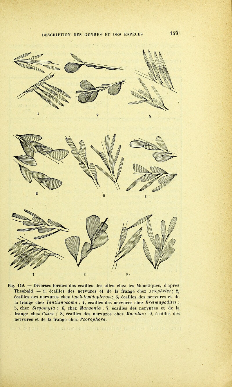 ï 8 9v Fig. 149. — Diverses formes des écailles des ailes chez les Moustiques, d après Theobald. — i, écailles des nervures et de la frange chez Anophèles; 2, écailles des nervures chez Cyclolepidopteron ; 3, écailles des nervures et de la frange chez lanihinosoma ; 4, écailles des nervures chez Eretmapodites ; 0, chez Stegomyia ; 6, chez Mansonia ; 7, écailles des nervuies et de la frange chez Culex ; 8, écailles des nervures chez Mucidus ; 9, écailles des nervures et de la frange chez Psorophora.