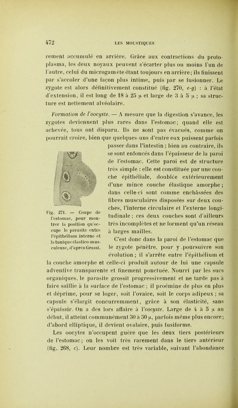 1-ement iiccunuilé en arrière. Grâce aux coiitraclions du proto- plasma, les deux noyaux peuvent s'écarter plus ou moins l'un de l'autre, celui du microgamète étant toujours en arrière; ils finissent par s'accoler d'une façon plus intime, puis par se fusionner. Le zygote est alors délinitivement constitué (fig. 270, e-g) : à l'état d'extension, il est long de 18 à 25 [x et large de 3 à 5 [a ; sa struc- ture est nettement alvéolaire. Formation de l'oocysle. — A mesure que la digestion s'avance, les zygotes deviennent plus rares dans l'estomac; quand elle est achevée, tous ont disparu. Ils ne sont pas évacués, comme on pourrait croire, bien que quelques-uns d'enire eux puissent parfois passer dans l'intestin ; bien au contraire, ils se sont enfoncés dans l'épaisseur de la paroi de l'estomac. Cette paroi est de structure très simple : elle est constituée par une cou- che épithéliale, doublée extérieurement d'une mince couche élastique amorphe ; dans celle-ci sont comme enchâssées des fibres musculaires disposées sur deux cou- ches, l'interne circulaire et l'externe longi- TestïmacTpo^ur^mon- tudinale ; ces deux couches sont d'ailleurs trer la position qu'oc- très incomplètes et ne forment qu'un réseau cupe le parasite entre y larges mailles. l'épithélium interne et i , ■ i . la tunique élastico-mus- ^ est donc dans la paroi de 1 estomac que cuieuse,d'aprèsGrassi. le zygote pénètre, pour y poursuivre son évolution ; il s'arrête entre l'épithélium et la couche amorphe et celle-ci produit autour de lui une capsule adventive transparente et finement ponctuée. Nourri par les sucs organiques, le parasite grossit progressivement et ne tarde pas à faire saillie à la surface de l'estomac; il proémine de ])lus en plus et déprime, pour se loger, soit l'ovaire, soit le corps adipeux ; sa capsule s'élargit concurremment, grâce à son élasticité, sans s'épaissir. On a dès lors affaire à l'oocyste. Large de 4 à o jx au début, il atteint communément 30 à 50 [x, parfois même plus encore; d'abord elliptique, il devient ovalaire, puis fusiforme. Les oocytes n'occupent guère que les deux tiers postérieurs de l'estomac; on les voit très rarement dans le tiers antérieur (fig. 268, c). Leur nombre est très variable, suivant l'abondance