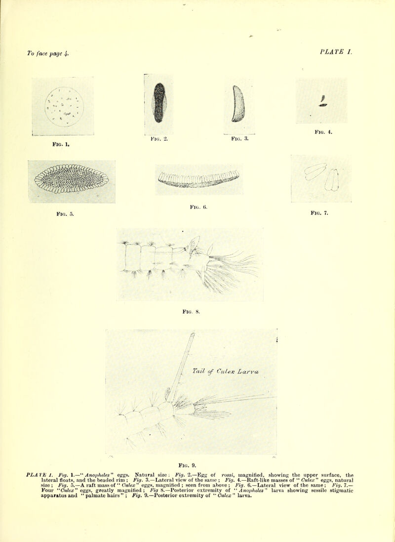 Fig. 9. PLATE 1. Fig. 1.— Anopheles eggs. Natural size: Fig. 2.—Egg of rossi, magnified, showing the upper surface, the lateral floats, and the beaded rim ; Fig. 3.—Lateral view of the same ; Fig. 4.—Raft-like masses of  Cule.c eggs, natural size; Fig. 5.—A raft mass of  Cuto  eggs, magnified ; seen from above; Fig. 6.—Lateral view of the same; Fig. 7.— Four Culex eggs, greatly magnified; Fig —Posterior extremity of Anopheles larva showing sessile stigraatic apparatus and  palmate hairs  ; Fig. 9.—Posterior extremity of Culex larva.