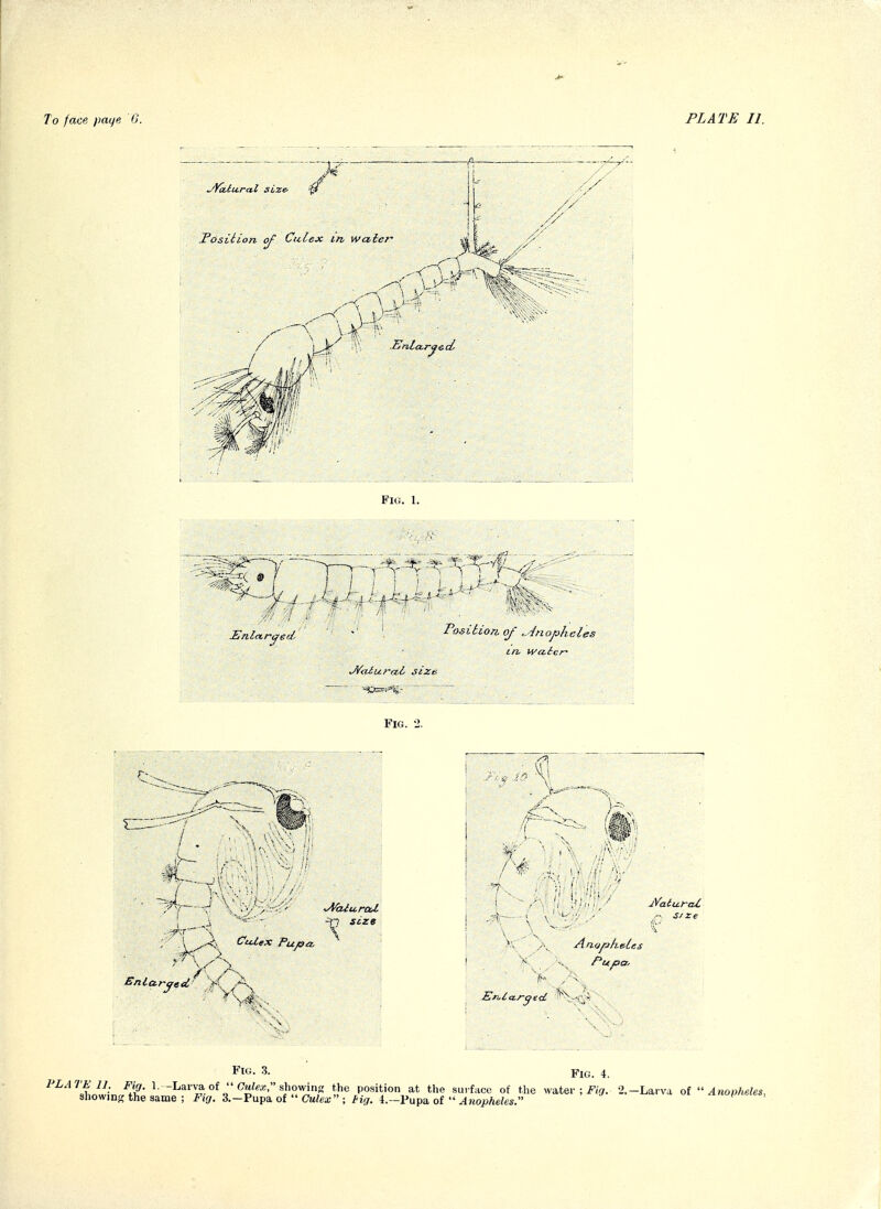 jYaiural size^ Fosiiton Culex in water // y y . Fig. 1. PosiUon. of .. ■Anopheles in, waicn FiG. 2. r- 4- -. .J Y ■A'aiu.f-ccl -n size . v ^'<,v (^^0X Pupa ^ I--:- jVat<j.r-cU, Arnjfjfl.tiUs Pupa, Fig. 3. Fig. 4. PLATE II. Fig. 1. -Larva of  Cuift,;, showing the position at the surface of the wntev ; Fig. 2.-Laiva of Anopheles, showing the same ; Fiflf. 3,-Pupa of CM/ea;; /'tV/. 4.-Pupa of ^«oi>Ae««s. ^o^-rte***,