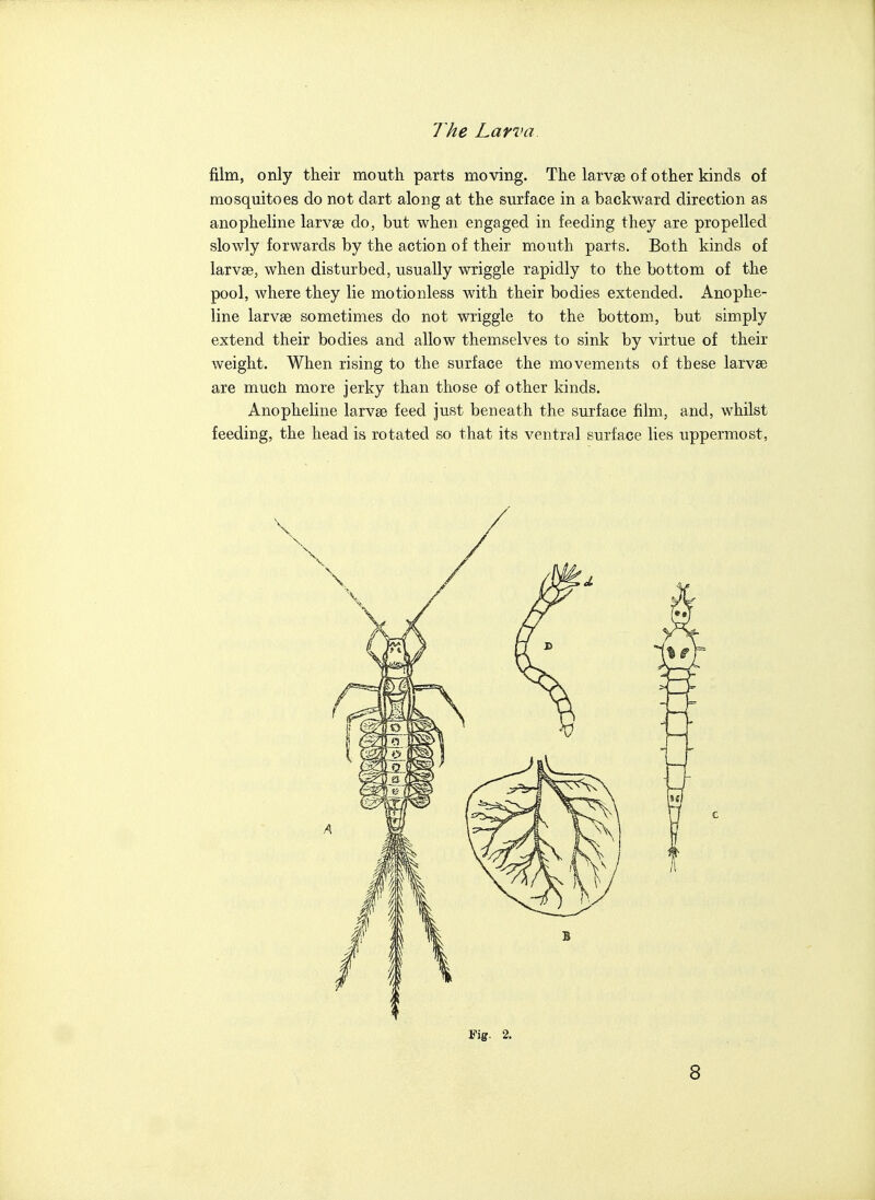 film, only their mouth parts moving. The larvae of other kinds of mosquitoes do not dart along at the surface in a backward direction as anopheline larvae do, but when engaged in feeding they are propelled slowly forwards by the action of their mouth parts. Both kinds of larvae, when disturbed, usually wriggle rapidly to the bottom of the pool, where they lie motionless with their bodies extended. Anophe- line larvae sometimes do not wriggle to the bottom, but simply extend their bodies and allow themselves to sink by virtue of their weight. When rising to the surface the movements of these larvae are much more jerky than those of other kinds. Anopheline larvae feed just beneath the surface film, and, whilst feeding, the head is rotated so that its ventral surface lies uppermost, Fig. 2. 8