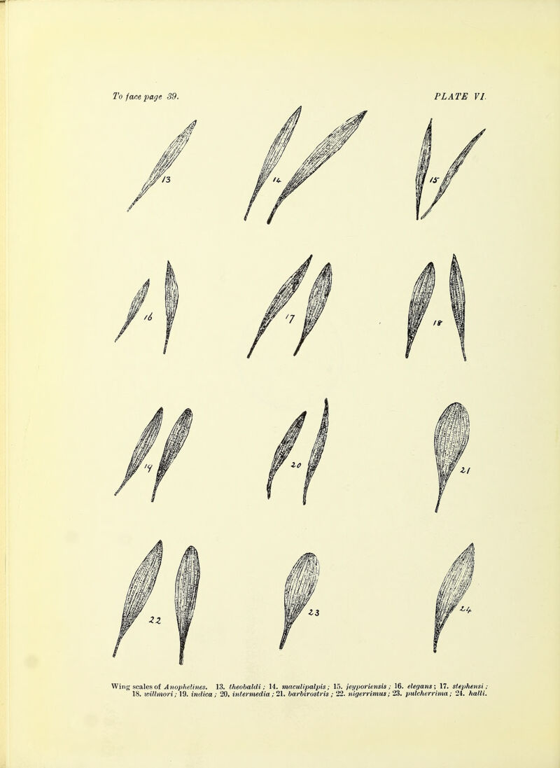 Wing scales of ^jiop/teJiWgs. 13. theobaldi; 14. maculipalpis; 15. jeyporiensis ; 16. elegans; 17. stephensi; 18. vjillmori; 19. indica ; 20. intermedia ; 21. barbirostris ; 22. nigerrimus; 2.3. pulcherrima; 24. AaWi.