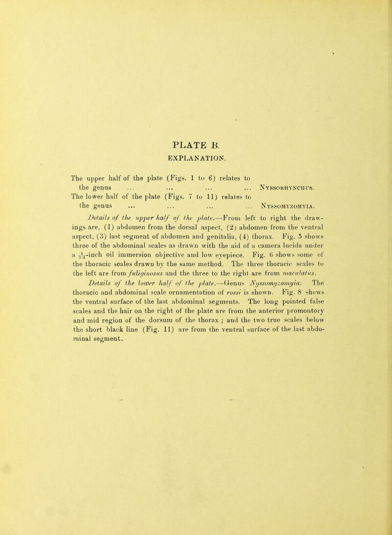 EXPLANATION. The upper half of the plate (Figs. 1 to 6) relates to the genus ... ... ... ... Nyssokhynchus. The lower half of the plate (Figs. 7 to 11) relates to the genus ... ... ... ... Nyssomyzomyia. Details of the upper half of the plate.—From left to right the draw- ings are, (1) abdomen from the dorsal aspect, (2j abdomen from the ventral aspect, (3) last segment of abdomen and genitalia, (4) thorax. Fig. 5 shows three of the abdominal scales as drawn with the aid of a camera lucida under a j^ig^-inch oil immersion objective and low eyepiece. Fig. 6 shows some of the thoracic scales drawn by the same method. The three thoracic scales to the left are ivom fuligitiosus and the three to the right are from maculatus. Details of the lower half of the plate.—Genus Nyssomyzomyia. The thoracic and abdominal scale ornamentation of rossi is shown. Fig. 8 shows the ventral surface of the last abdominal segments. The long pointed false scales and the hair on the right of the plate are from the anterior promontory and mid region of the dorsum of the thorax ; and the two true scales below the short black line (Fig. 11) are from the ventral surface of the last abdo- minal segment.