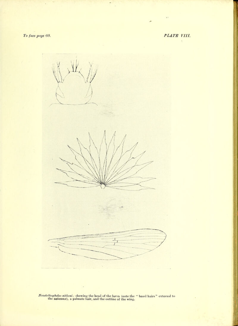 Neostethopheles aitkeni; showing the head of the larva (note the  basal hairs  external to the antenn'je), a palmate hair, and the outline of the wing.