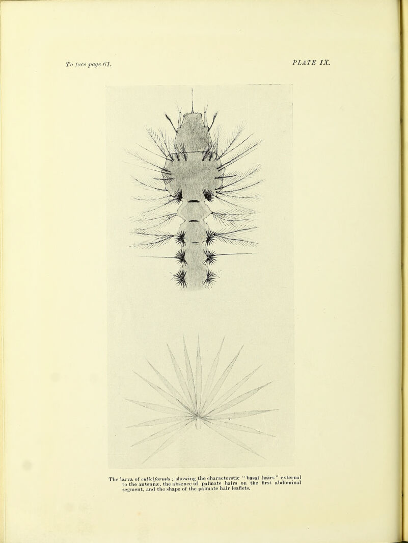 To face page 61, PLATE IX. The lai va of i;mU6'(/'oj»(».s-; showing the cViaracterstic basal haivs external to the antenna', the absence of palmate hairs on the first abdominal se<;ment, and tlie shape of the palmate hair leaflets.