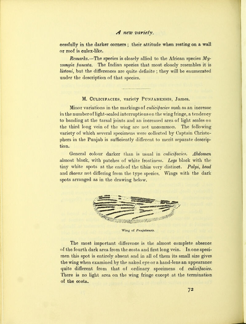 A new variety. cessfully in the darker corners ; their attitude when resting on a wall or roof is culex-like. Rermrhs.—The species is closely allied to the African species My- zomyia funesta. The Indian species that most closely resembles it is listoni, but the differences are quite definite ; they will be enumerated under the description of that species. M. CuLiciFACiEs, variety Punjabensis, James. Minor variations in the markings of cnlicifaciei^' such as an increase in the number of light-scaled interruptions on the wing fringe, a tendency to banding at the tarsal joints and an increased area of light scales on the third long vein of the wing are not uncommon. The following variety of which several specimens were collected by Captain Christo- phers in the Punjab is sufficiently different to merit separate descrip- tion. General colour darker than is usual in cnlicifacies. Abdomen almost black, with patches of white frostiness. Legs black with the tiny white spots at the ends of the tibise very distinct. Palpi, head and thorax not differing from the type species. Wings with the dark spots arranged as in the drawing below. Wing of Punjabensig. The most important difference is the almost complete absence of the fourth dark area from the costa and first long vein. In one speci- men this spot is entirely absent and in all of them its small size gives the wing when examined by the naked eye or a hand-lens an appearance quite different from that of ordinary specimens of culicifacies. There is no light area on the wing fringe except at the termination of the costa.