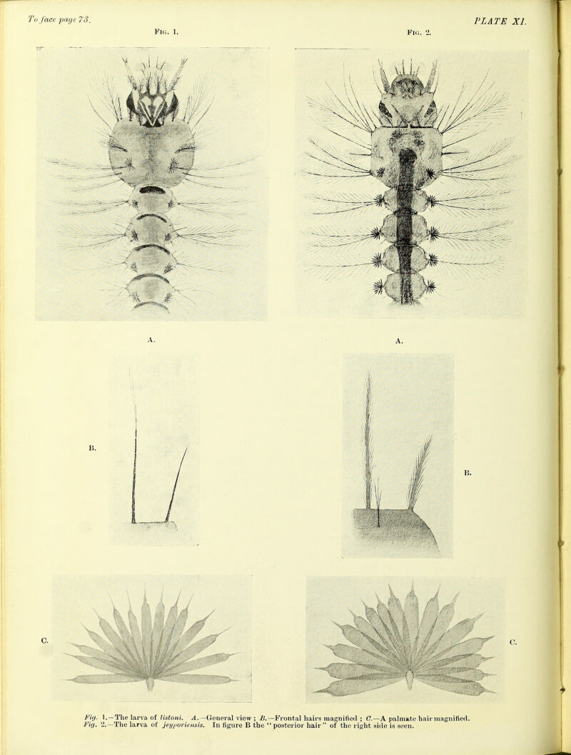 To face page 73. Fig. 1. Fig. 2. PLATE XI.