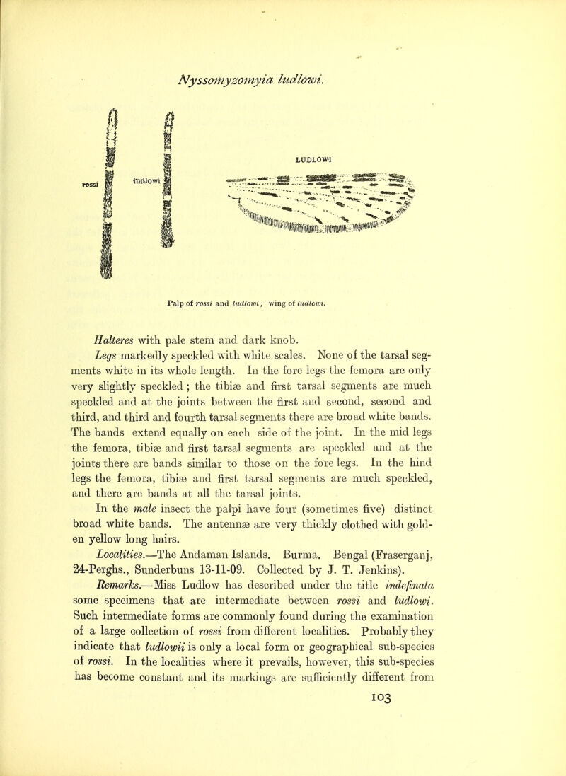 Palp of rossi and luMowi; wing of ludlcioi. Halteres with pale stem and dark knob. Legs markedly speckled with white scales. None of the tarsal seg- ments white in its whole length. In the fore legs the femora are only very shghtly speckled ; the tibise and first tarsal segments are much speckled and at the joints between the first and second, second and third, and third and fourth tarsal segments there are broad white bands. The bands extend equally on each side of the joint. In the mid legs the femora, tibise and first tarsal segments are speckled and at the joints there are bands similar to those on the fore legs. In the hind legs the femora, tibia3 and first tarsal segments are much speckled, and there are bands at all the tarsal joints. In the male insect the palpi have four (sometimes five) distinct broad white bands. The antennae are very thickly clothed with gold- en yellow long hairs. Localities.—The Andaman Islands. Burma. Bengal (Fraserganj, 24-Perghs., Sunderbuns 13-11-09. Collected by J. T. Jenkins). Remarks.—Miss Ludlow has described under the title indefinata some specimens that are intermediate between rossi and ludlowi. Such intermediate forms are commonly found during the examination of a large collection of rossi from different localities. Probably they indicate that ludlowii is only a local form or geographical sub-species of rossi. In the localities where it prevails, however, this sub-species has become constant and its markings are sufficiently different from