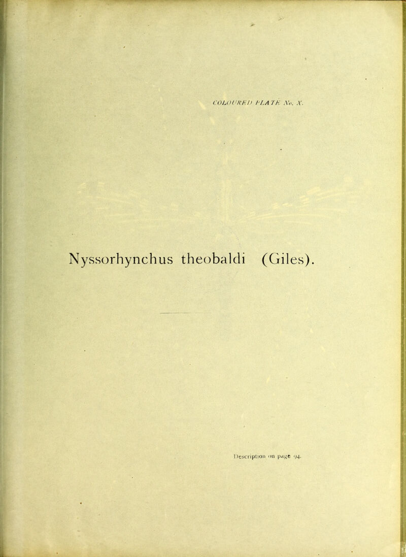 NyvSsorhynchus theobaldi (Gilcvs).