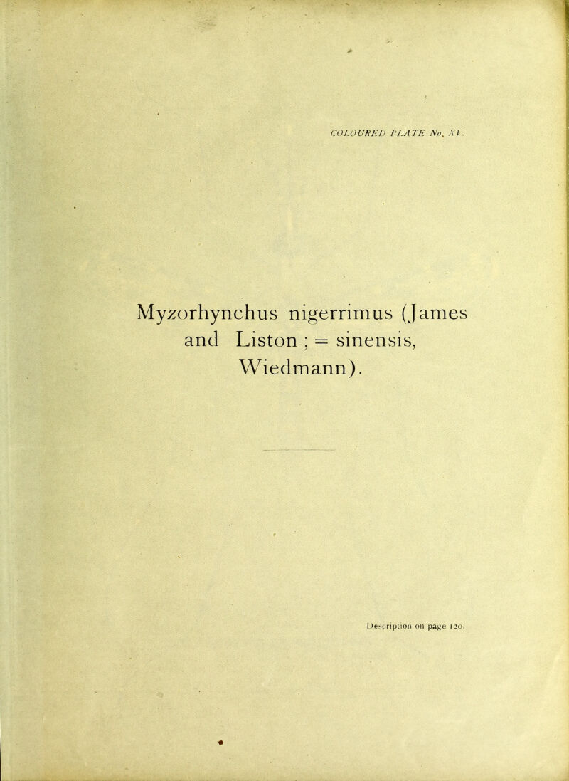 Myzorhynchus nigerrimus (James and Listen ; = sinensis, Wiedmann).