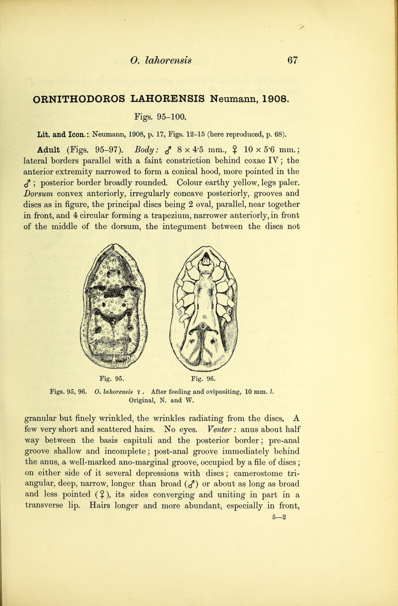 ORNITHODOROS LAHORENSIS Neumann, 1908. Figs. 95-100. Lit. and, Icon.: Neumann, 1908, p. 17, Figs. 12-15 (here reproduced, p. 68). Adult (Figs. 95-97). Body; 8 x 4-5 mm., ? 10 x 5*6 mm.; lateral borders parallel with a faint constriction behind coxae IV; the anterior extremity narrowed to form a conical hood, more pointed in the ; posterior border broadly rounded. Colour earthy yellow, legs paler. Dorsum convex anteriorly, irregularly concave posteriorly, grooves and discs as in figure, the principal discs being 2 oval, parallel, near together in front, and 4 circular forming a trapezium, narrower anteriorly, in front of the middle of the dorsum, the integument between the discs not Fig. 95. Fig. 96. Figs. 95, 96. 0. lahorensis ? . After feeding and ovipositing, 10 mm. I. Original, N. and W. granular but finely wrinkled, the wrinkles radiating from the discs. A few very short and scattered hairs. No eyes. Venter : anus about half way between the basis capituli and the posterior border; pre-anal groove shallow and incomplete; post-anal groove immediately behind the anus, a well-marked ano-marginal groove, occupied by a file of discs ; on either side of it several depressions with discs; camerostome tri- angular, deep, narrow, longer than broad {(^^) ov about as long as broad and less pointed ($), its sides converging and uniting in part in a transverse lip. Hairs longer and more abundant, especially in front, 5—2