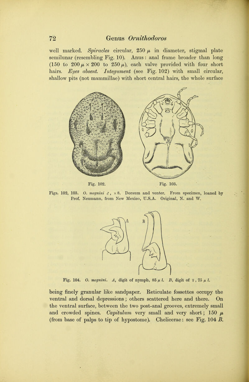 well marked. Spiracles circular, 250 in diameter, stigmal plate semilunar (resembling Fig. 10). Anus : anal frame broader than long (150 to 200 yu< X 200 to 250/a), each valve provided with four short hairs. Eyes absent. Integument (see Fig. 102) with small circular, shallow pits (not mammillae) with short central hairs, the whole surface Fig. 102. Fig. 103. Figs. 102, 103. 0. megnini c?, x 8. Dorsum and venter. From specimen, loaned by Prof. Neumann, from New Mexico, U.S.A. Original, N. and W. Fig. 104. 0. megnini. A, digit of nymph, 85 fi I. B, digit of ? , 75 Z. being finely granular like sandpaper. Reticulate fossettes occupy the ventral and dorsal depressions; others scattered here and there. On the ventral surface, between the two post-anal grooves, extremely small and crowded spines. Capituhim very small and very short; 150 (from base of palps to tip of hypostome). Chelicerae: see Fig. 104 B.