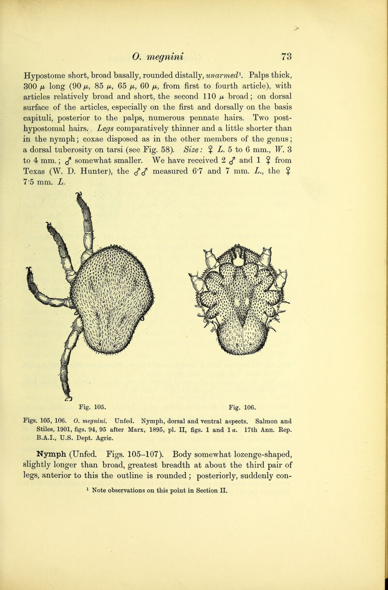 Hypostome short, broad basally, rounded distally, unarmed^. Palps thick, 300 [M long (90 /Lt, 85 /u,, 65 fi, 60 fju, from first to fourth article), with articles relatively broad and short, the second 110 /u, broad; on dorsal surface of the articles, especially on the first and dorsally on the basis capituli, posterior to the palps, numerous pennate hairs. Two post- hypostomal hairs. Legs comparatively thinner and a little shorter than in the nymph; coxae disposed as in the other members of the genus; a dorsal tuberosity on tarsi (see Fig. 58). Size: $ X. 5 to 6 mm., W. 3 to 4 mm.; somewhat smaller. We have received 2 ^ and 1 $ from Texas (W. D. Hunter), the ^ measured 6*7 and 7 mm. L., the $ 7*5 mm. L. Fig. 105. Fig. 106. Figs. 105, 106. 0. megnini. Unfed. Nymph, dorsal and ventral aspects. Salmon and Stiles, 1901, figs. 94, 95 after Marx, 1895, pi. II, figs. 1 and 1 a. 17th Ann. Hep. B.A.I., U.S. Dept. Agric. Nymph (Unfed. Figs. 105-107). Body somewhat lozenge-shaped, slightly longer than broad, greatest breadth at about the third pair of legs, anterior to this the outline is rounded; posteriorly, suddenly con- ^ Note observations on this point in Section II.