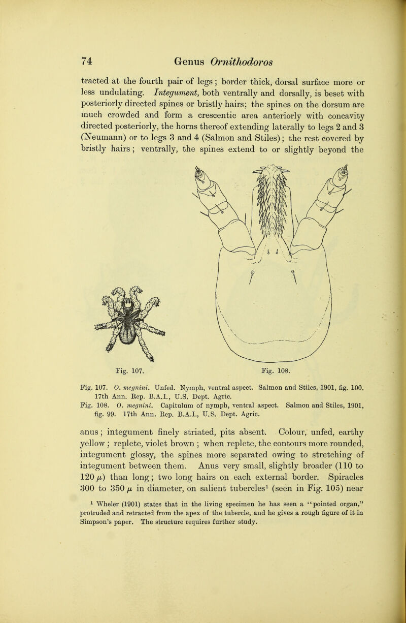 tracted at the fourth pair of legs; border thick, dorsal surface more or less undulating. Integument, both ventrally and dorsally, is beset with posteriorly directed spines or bristly hairs; the spines on the dorsum are much crowded and form a crescentic area anteriorly with concavity directed posteriorly, the horns thereof extending laterally to legs 2 and 3 (Neumann) or to legs 3 and 4 (Salmon and Stiles); the rest covered by bristly hairs ; ventrally, the spines extend to or slightly beyond the Fig. 107. Fig. 108. Fig. 107. 0. megnini. Unfed. Nymph, ventral aspect. Salmon and Stiles, 1901, fig. 100. 17th Ann. Kep. B.A.I., U.S. Dept. Agric. Fig. 108. 0. megnini. Capitulum of nymph, ventral aspect. Salmon and Stiles, 1901, fig. 99. 17th Ann. Eep. B.A.I., U.S. Dept. Agric. anus; integument finely striated, pits absent. Colour, unfed, earthy yellow ; replete, violet brown ; when replete, the contours more rounded, integument glossy, the spines more separated owing to stretching of integument between them. Anus very small, slightly broader (110 to 120yLt) than long; two long hairs on each external border. Spiracles 300 to 350 fx in diameter, on salient tubercles^ (seen in Fig. 105) near ^ Wheler (1901) states that in the living specimen he has seen a pointed organ, protruded and retracted from the apex of the tubercle, and he gives a rough figure of it in Simpson's paper. The structure requires further study.