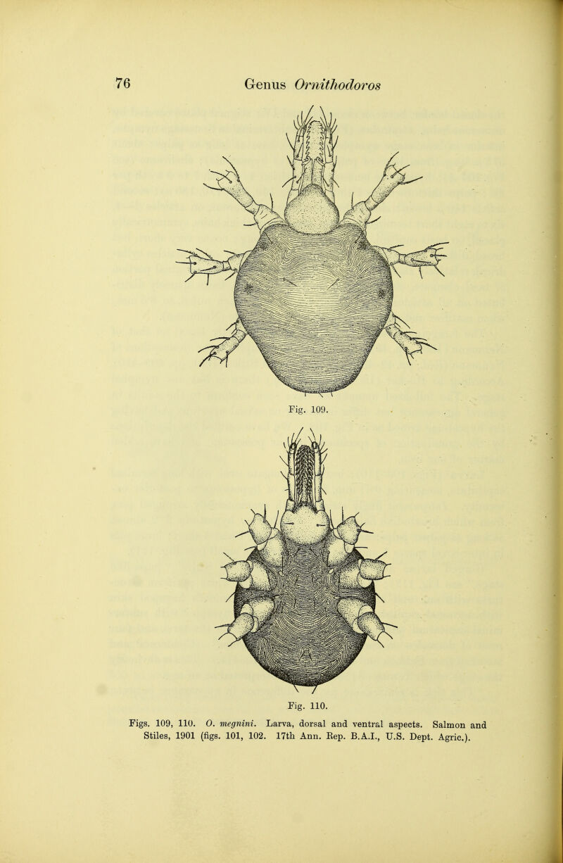 Fig. 110. Figs, 109, 110. 0. megnini. Larva, dorsal and ventral aspects. Salmon and Stiles, 1901 (figs. 101, 102. 17tli Ann. Kep. B.A.I., U.S. Dept. Agric).