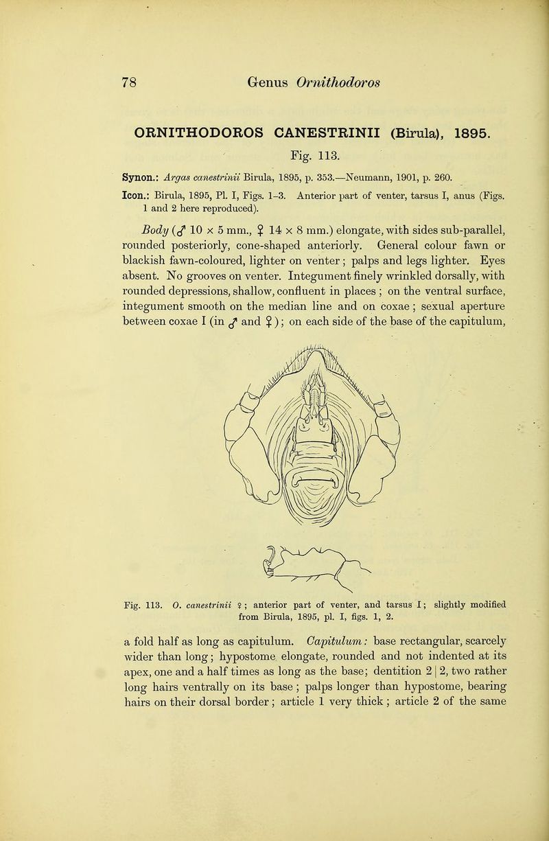 ORNITHODOROS CANESTRINII (Birula), 1895. Fig. 113. Synon.: Argas canestrinii Birula, 1895, p. 353.—Neumann, 1901, p. 260. Icon.: Birula, 1895, PI. I, Figs. 1-3. Anterior part of venter, tarsus I, anus (Figs. 1 and 2 here reproduced). Body ((/ 10 X 5 mm., $ 14 x 8 mm.) elongate, with sides sub-parallel, rounded posteriorly, cone-shaped anteriorly. General colour fawn or blackish fawn-coloured, lighter on venter; palps and legs lighter. Eyes absent. No grooves on venter. Integument finely wrinkled dorsally, with rounded depressions, shallow, confluent in places ; on the ventral surface, integument smooth on the median line and on coxae ; sexual aperture between coxae I (in ^ and $ ); on each side of the base of the capitulum, Fig. 113. 0. canestrinii ? ; anterior part of venter, and tarsus 1; slightly modified from Birula, 1895, pi. I, figs. 1, 2. a fold half as long as capitulum. Capitulum: base rectangular, scarcely wider than long; hypostome elongate, rounded and not indented at its apex, one and a half times as long as the base; dentition 2 | 2, two rather long hairs ventrally on its base ; palps longer than hypostome, bearing hairs on their dorsal border; article 1 very thick ; article 2 of the same
