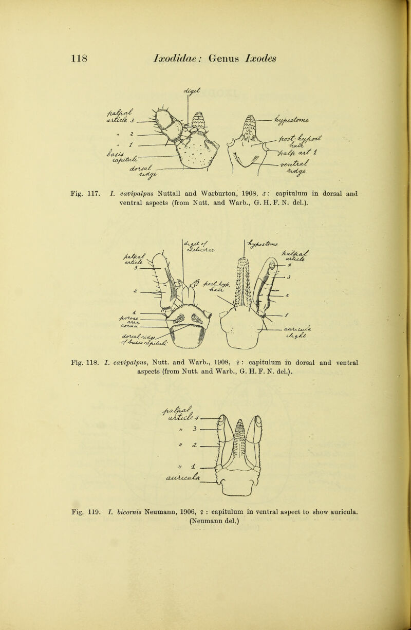 Fig. 119. I. bicornis Neumann, 1906, $ : capitulum in ventral aspect to show auricula. (Neumann del.)