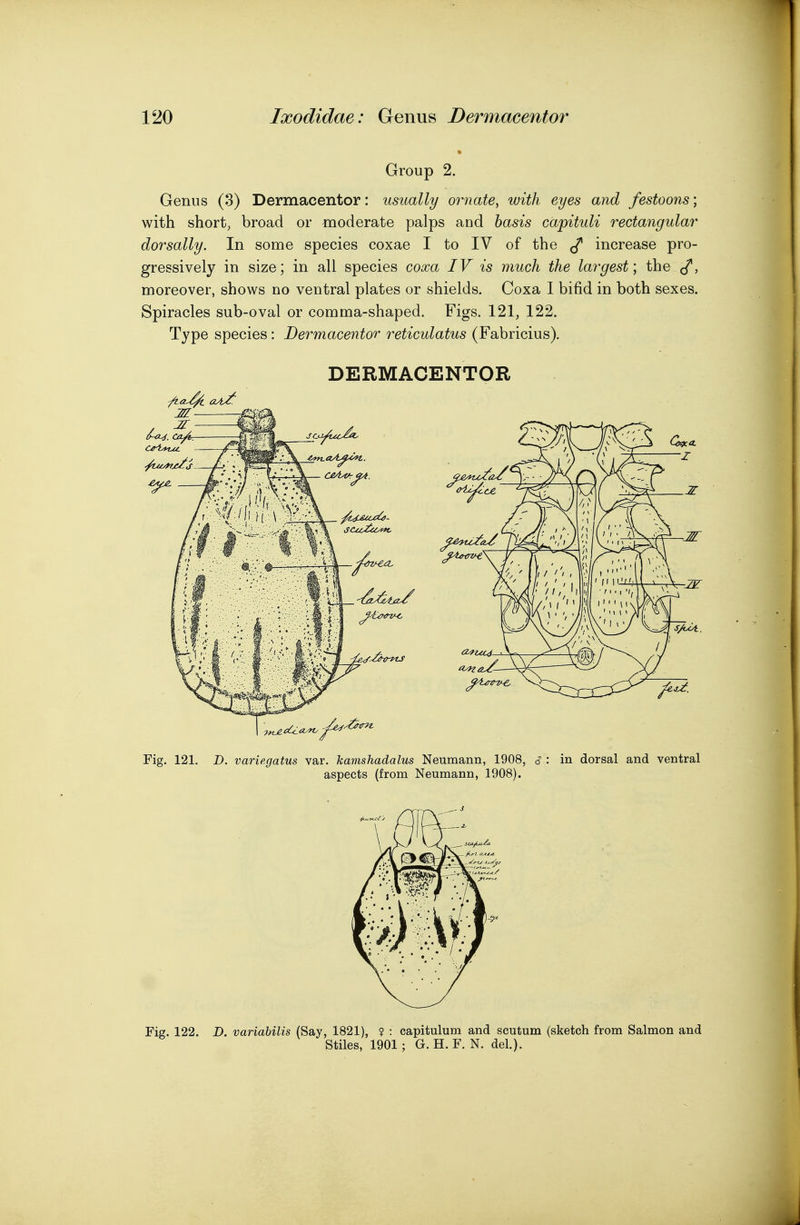 Group 2. Genus (3) Dermacentor: usually ornate^ with eyes and festoons; with short, broad or moderate palps and basis capituli rectangular dorsally. In some species coxae I to IV of the increase pro- gressively in size; in all species coxa IV is much the largest; the J^, moreover, shows no ventral plates or shields. Coxa I bifid in both sexes. Spiracles sub-oval or comma-shaped. Figs. 121, 122. Type species: Dermacentor reticulatus (Fabricius). DERMACENTOR Fig. 121. D. variegatus var. kamshadalus Neumann, 1908, 6 : in dorsal and ventral aspects (from Neumann, 1908). Fig. 122. D. variabilis (Say, 1821), ? : capitulum and scutum (sketch from Salmon and Stiles, 1901; G. H. F. N. del.).
