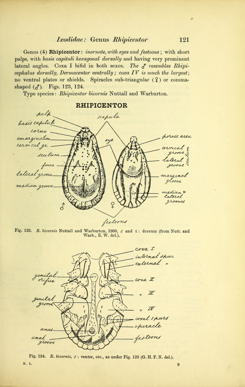 Genus (4) Rhipicentor: inornate, with eyes and festoons ; with short palps, with basis capituli hexagonal dorsally and having very prominent lateral angles. Coxa I bifid in both sexes. The ^ resembles Rhipi- cephalus dorsally, Dermacentor ventrally; coxa IV is much the largest', no ventral plates or shields. Spiracles sub-triangular ($) or comma- shaped (c/). Figs. 123, 124. Type species: Rhipicentor hicornis Nuttall and Warburton. RHIPICENTOR Fig. 123. i?. bicornis Nuttall and Warburton, 1908, <? and ? : dorsum (from Nutt. and Warb., E. W. del.). Fig. 124. B. hicornis, c? : venter, etc., as under Fig. 123 (G. H. F. N. del.). N. I. 9