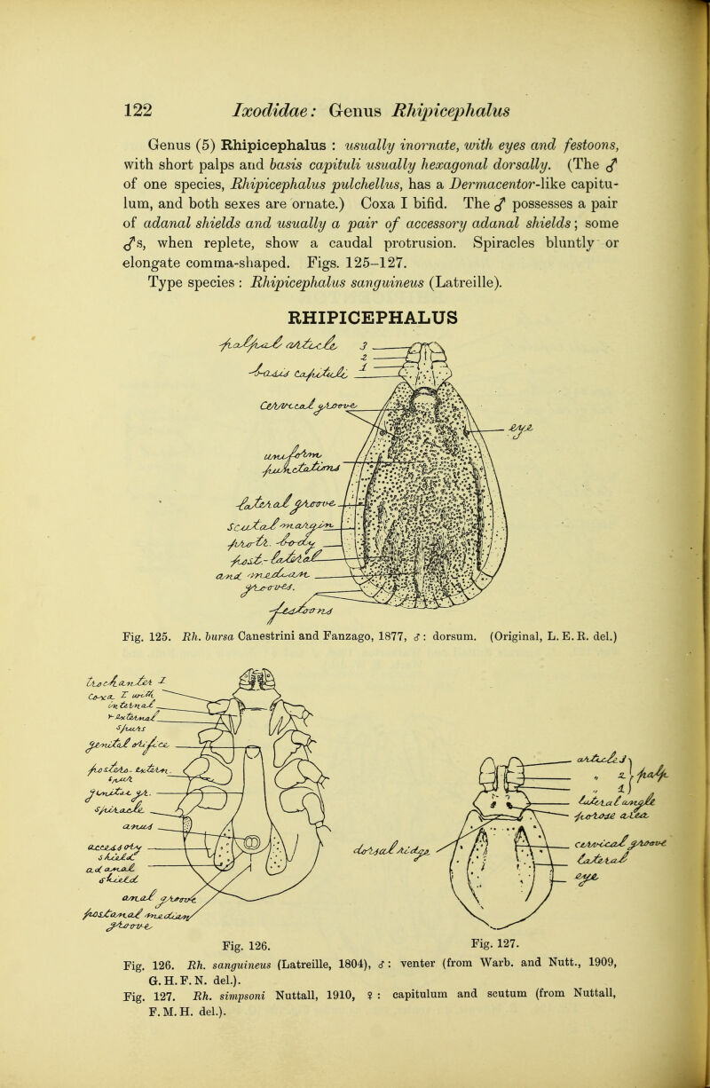 Genus (5) Rhipicephalus : usually inornate, with eyes and festoons, with short palps and basis capituli usually hexagonal dorsally. (The of one species, Rhipicephalus pulchellus, has a Dermacentor-\\ke capitu- lum, and both sexes are ornate.) Coxa I bifid. The possesses a pair of adanal shields and usually a pair of accessory adanal shields; some </s, when replete, show a caudal protrusion. Spiracles bluntly or elongate comma-shaped. Figs. 125-127. Type species : Rhipicephalus sanguineus (Latreille). RHIPICEPHALUS Fig. 125. E/i. &Mrsa Canestrini and Fanzago, 1877, c?: dorsum. (Original, L. E. R. del.) Fig. 126. Fig. 127. Fig. 126. mi. sanguineus (Latreille, 1804), cf: venter (from Warb. and Nutt., 1909, G.H.F.N, del.). Fig. 127. Rh. sivipsoni Nuttall, 1910, ? : capitulum and scutum (from Nuttall, F.M.H. del.).