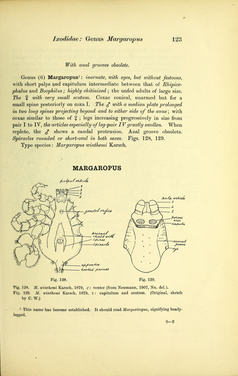 With anal grooves obsolete. Genus (6) Margaropus^: inornate, with eyes, hut without festoons, with short palps and capitulum intermediate between that of Bhipice- phalus and Boophilus; highly chitinized; the unfed adults of large size. The $ with very small scutum. Coxae conical, unarmed but for a small spine posteriorly on coxa I. The ^ with a median plate prolonged in two long spines projecting beyond and to either side of the anus; with coxae similar to those of $ ; legs increasing progressively in size from pair I to IV, the articles especially of leg-pair IV greatly swollen. When replete, the shows a caudal protrusion. Anal groove obsolete. Spiracles rounded or short-oval in both sexes. Figs. 128, 129. Type species : Margaropus winthemi Karsch. MARGAROPUS Fig. 129. M. winthemi Karsch, 1879, ? : capitulum and scutum. (Original, sketch by C. W.) 1 This name has become established. It should read Margaritopus, signifying beady- legged. 9—2