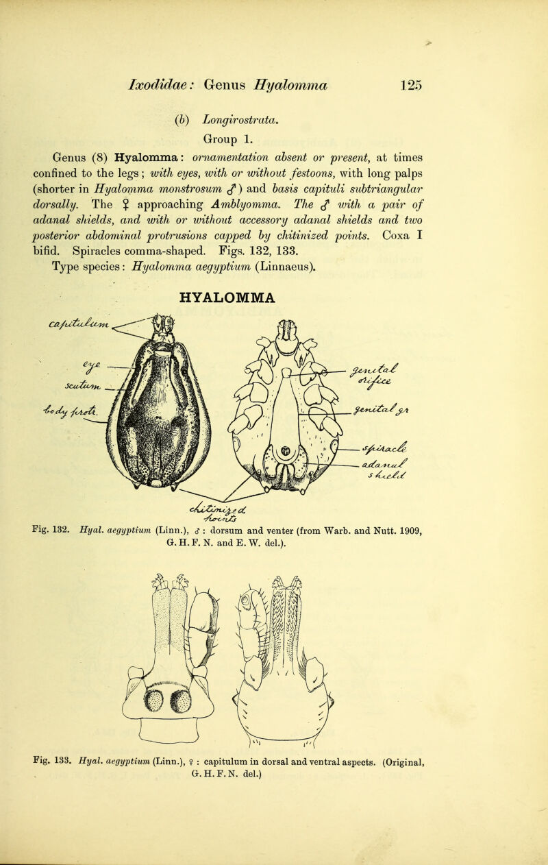 (h) Longirostrata. Group 1. Genus (8) Hyalomma: ornamentation absent or pj^esent, at times confined to the legs; with eyes, with or without festoons, with long palps (shorter in Hyalomma monstrosum ^) and hasis capituli suhtriangular dorsally. The % approaching Amhlyomma. The with a pair of adanal shields, and with or without accessory adanal shields and two posterior abdominal protrusions capped by chitinized points. Coxa I bifid. Spiracles comma-shaped. Figs. 132, 133. Type species: Hyalomma aegyptium (Linnaeus). HYALOMMA Fig. 132. Hyal. aegyptium (Linn.), : dorsum and venter (from Warb. and Nutt. 1909, G.H.F.N. andE.W. del.). Fig. 133. Hyal. aegyptium (Linn.), ? : capitulum in dorsal and ventral aspects. (Original, G.H.F.N, del.)