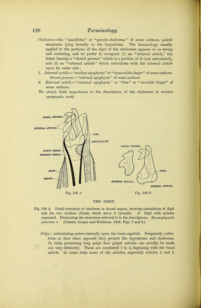 Chelicerae = i\i.e, mandibles or pseudo-chelicerae of some authors, paired structures lying dorsally to the hypostome. The terminology usually applied to the portions of the digit of the chelicerae appears to us wrong and confusing, and we prefer to recognize (1) an internal article, the latter bearing a  dorsal process  which is a portion of it (not articulated), and (2) an  external article which articulates with the internal article upon its outer side : 1. Internal tim'cZe^^^ median apophysis or immovable finger of some authors. Dorsal process = '-'-\nte,r\\{i\ apophysis of some authors. 2. External ariz'cZe = external apophysis or free or movable finger of some authors. We attach little importance to the description of the chelicerae in routine systematic work. Fig. 136^. Fig. 136 5. THE DIGIT. Fig. 136 A. Distal extremity of chelicera in dorsal aspect, showing articulation of digit and the two tendons (black) which move it laterally. B. Digit with articles separated. Illustrating the structures referred to in the descriptions. Haemaphysalis punctata ? . (Nuttall, Cooper and Robinson, 1908, Figs. 7 and 8.) Palps : articulating antero-laterally upon the basis capituli. Frequently cultri- form so that when apposed they protect the hypostome and chelicerae. In ticks possessing long palps four palpal articles can usually be made out very distinctly. These are numbered 1 to 4, beginning with the basal article. In some ticks some of the articles, especially articles 2 and 3,