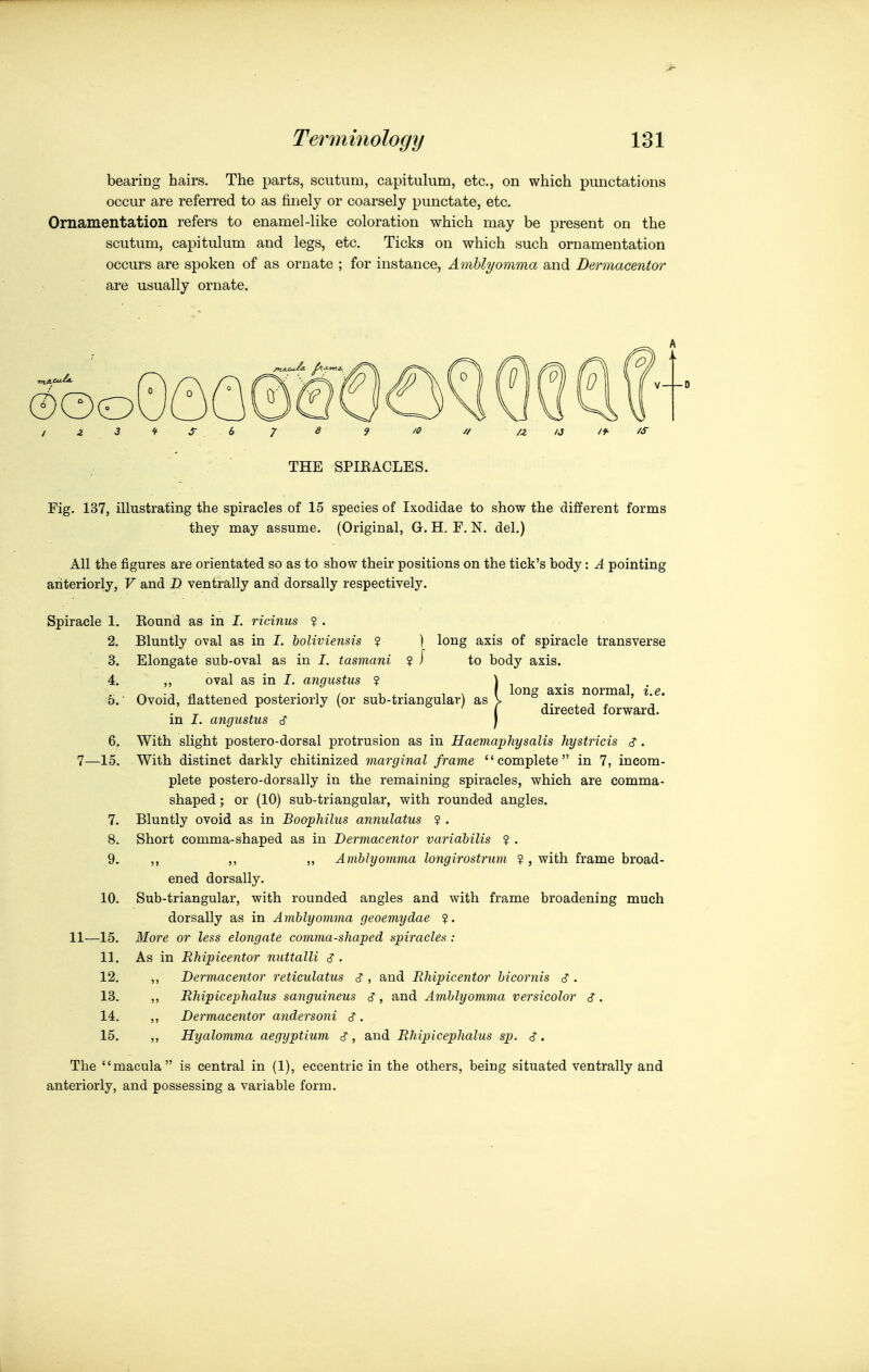 bearing hairs. The parts, scutum, capitulum, etc., on which punctations occur are referred to as finely or coarsely punctate, etc. Ornamentation refers to enamel-like coloration which may be present on the scutum, capitulum and legs, etc. Ticks on which such ornamentation occurs are spoken of as ornate ; for instance, Amhlyomma and Dermacentor are usually ornate. / ^ 3 f S 6 7 /Z /J 'f- fS THE SPIEACLES. Fig. 137, illustrating the spiracles of 15 species of Ixodidae to show the different forms they may assume. (Original, G. H, F. N. del.) All the figures are orientated so as to show their positions on the tick's body: A pointing anteriorly, V and D ventrally and dorsally respectively. Spiracle 1. 2. 3. 4. 5. 6. 7—15. 9. 10. -15. 13. 12. IB. 14. 15. 11- long axis of spiracle transverse to body axis. long axis normal, i.e. directed forward. Bound as in I. ricinus ? . Bluntly oval as in I. holiviensis ? ) Elongate sub-oval as in I. tasmani ? I ,, oval as in I. angustus ? Ovoid, flattened posteriorly (or sub-triangular) as in I. angustus d With slight postero-dorsal protrusion as in Haemaphysalis hystricis . With distinct darkly chitinized marginal frame complete in 7, incom- plete postero-dorsally in the remaining spiracles, which are comma- shaped ; or (10) sub-triangular, with rounded angles. Bluntly ovoid as in Boophilus annulatus ? . Short comma-shaped as in Dermacentor variabilis ? . ,, ,, ,, Amhlyomma longirostrum ? , with frame broad- ened dorsally. Sub-triangular, with rounded angles and with frame broadening much dorsally as in Amhlyomma geoemydae ?. Moi^e or less elongate comma-shaped spiracles : As in Rhipicentor nuttalli c? . ,, Dermacentor reticulatus , and Rhipicentor hicornis S . ,, Rhipicephalus sanguineus c?, and Amhlyomma versicolor ,, Dermacentor andersoni $ . ,, Hyalomma aegyptium , and Rhipicephalus sp. <?. The macula is central in (1), eccentric in the others, being situated ventrally and anteriorly, and possessing a variable form.
