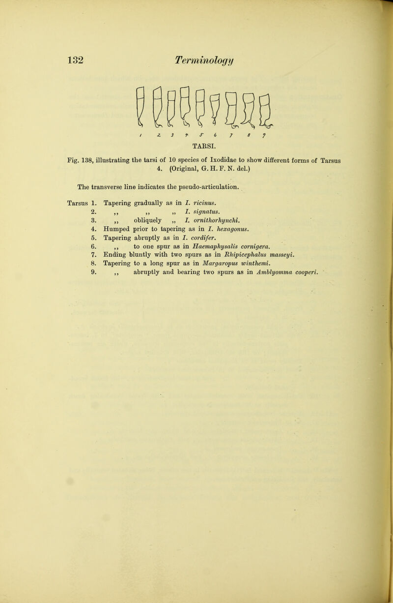 Fig. 138, illustrating the tarsi of 10 species of Ixodidae to show different forms of Tarsus 4. (Original, G. H. F. N. del.) The transverse line indicates the pseudo-articulation. Tarsus 1. Tapering gradually as in I. ricinus. 2. „ !• signatus. 3. obliquely „ I. ornithorhynchi. 4. Humped prior to tapering as in I. hexagonus. 5. Tapering abruptly as in I. cordifer. 6. ,, to one spur as in Haemaphysalis cornigera. 7. Ending bluntly with two spurs as in RMpicephalus masseyi. 8. Tapering to a long spur as in Margaropus winthemi. 9. abruptly and bearing two spurs as in Amblyomma cooperi.