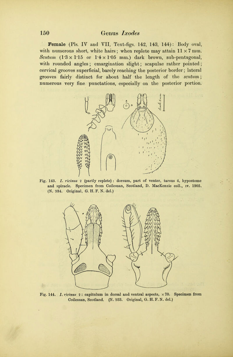 Female (Pis. IV and VII, Text-figs. 142, 143, 144): Body oval, with numerous short, white hairs; when replete may attain 11x7 mm. Scutum (1*3 X 1*15 or 1*4 x 1*05 mm.) dark brown, sub-pentagonal, with rounded angles ; emargination slight; scapulae rather pointed; cervical grooves superficial, barely reaching the posterior border; lateral grooves fairly distinct for about half the length of the scutum; numerous very fine punctations, especially on the posterior portion. Fig. 143. I. ricinus ? (partly replete) : dorsum, part of venter, tarsus 4, hypostome and spiracle. Specimen from Coilessan, Scotland, D. MacKenzie coll., iv. 1905. (N. 934. Original, G. H. F. N. del.) Fig, 144. I. ricinus ? : capitulum in dorsal and ventral aspects, x 70. Specimen from Coilessan, Scotland. (N. 933. Original, G. H. F. N. del.)