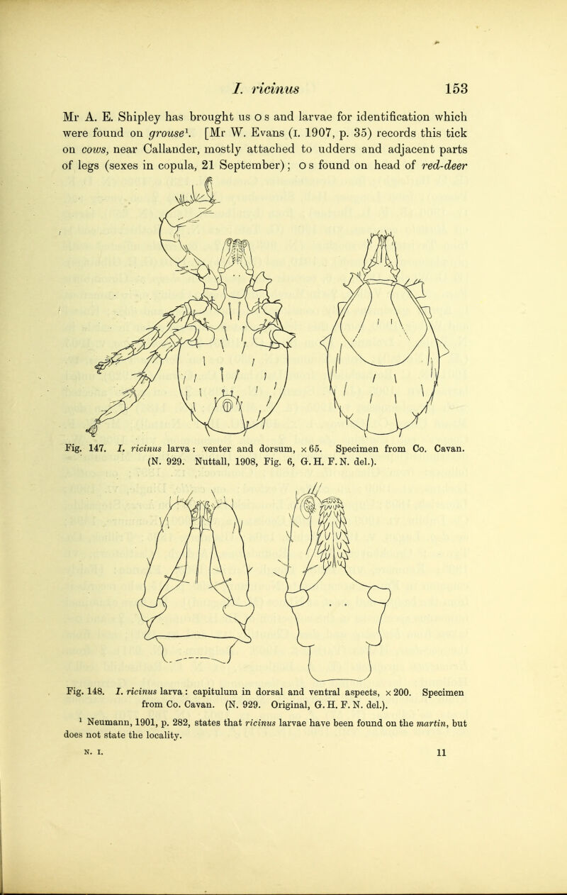 Mr A. E. Shipley has brought us o s and larvae for identification which were found on grouse^. [Mr W. Evans (l. 1907, p. 35) records this tick on cows, near Callander, mostly attached to udders and adjacent parts of legs (sexes in copula, 21 September); o s found on head of red-deer Fig. 147. I. ricinus larva: venter and dorsum, x 65. Specimen from Co. Cavan. (N. 929. Nuttall, 1908, Fig. 6, G.H.F.N, del.). Fig. 148. 7. nciwMs larva: capitulum in dorsal and ventral aspects, x200. Specimen from Co. Cavan. (N. 929. Original, G.H. F. N. del.). ^ Neumann, 1901, p. 282, states that ricinus larvae have been found on the martin, but does not state the locality. N. I. 11