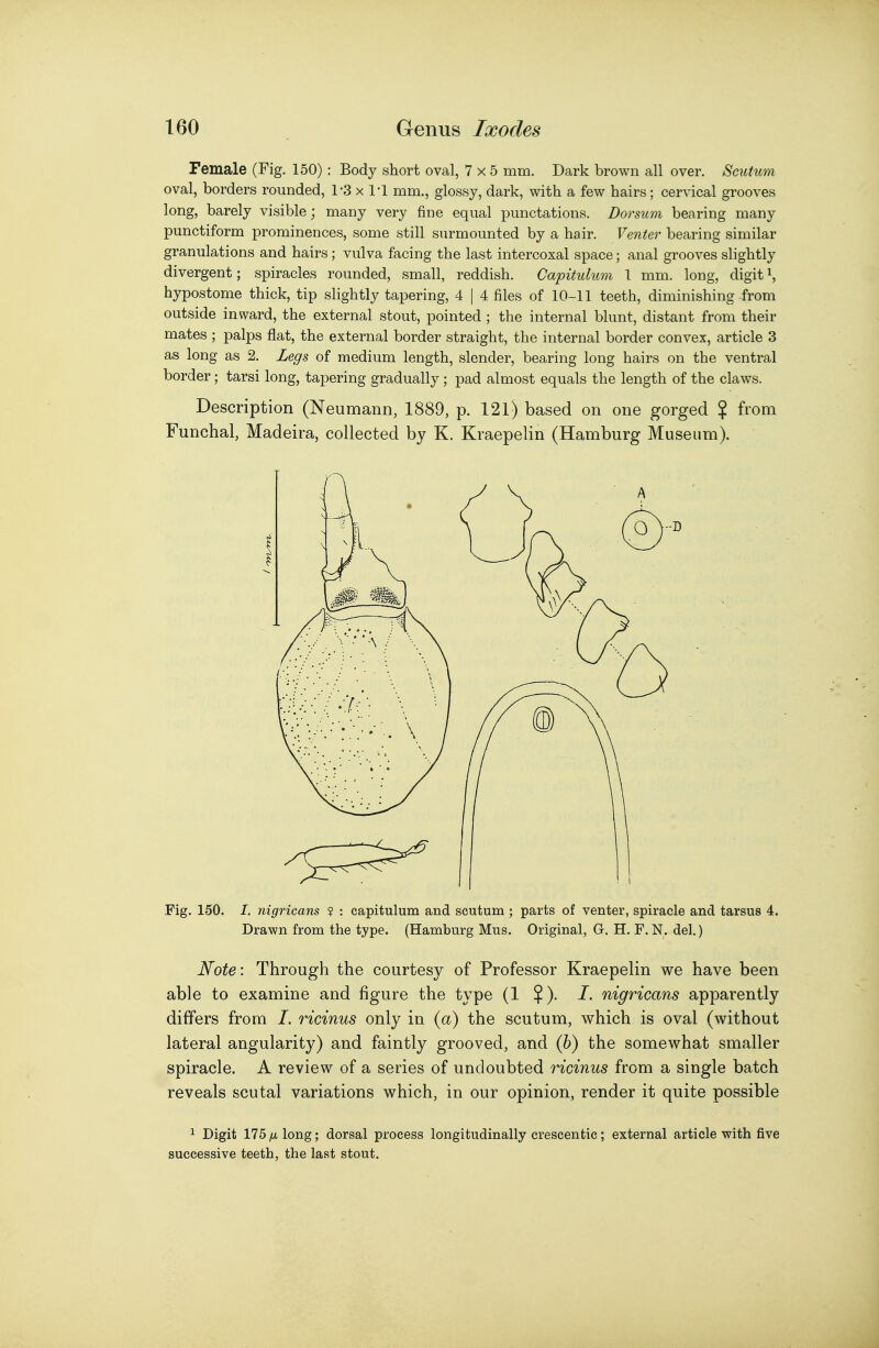 Female (Fig. 150) : Body short oval, 7x5 mm. Dark brown all over. Scutum oval, borders rounded, 1-3 x I'l mm., glossy, dark, with a few hairs; cervical grooves long, barely visible; many very fine equal punctations. Dorsum bearing many punctiform prominences, some still surmounted by a hair. Venter bearing similar granulations and hairs ; vulva facing the last intercoxal space; anal grooves slightly divergent; spiracles rounded, small, reddish. Capitulum 1 mm, long, digiti, hypostome thick, tip slightly tapering, 4 | 4 files of 10-11 teeth, diminishing-from outside inward, the external stout, pointed ; the internal blunt, distant from their mates ; palps flat, the external border straight, the internal border convex, article 3 as long as 2. Legs of medium length, slender, bearing long hairs on the ventral border; tarsi long, tapering gradually ; pad almost equals the length of the claws. Description (Neumann, 1889, p. 121) based on one gorged % from Funchal, Madeira, collected by K. Kraepelin (Hamburg Museum). Fig. 150. I. nigricans ? : capitulum and scutum ; parts of venter, spiracle and tarsus 4. Drawn from the type. (Hamburg Mus. Original, G. H. F. N. del.) Note: Through the courtesy of Professor Kraepelin we have been able to examine and figure the type (1 $). I. nigricans apparently differs from /. ricinus only in (a) the scutum, v^hich is oval (vi^ithout lateral angularity) and faintly grooved, and (h) the somewhat smaller spiracle. A review of a series of undoubted ricinus from a single batch reveals scutal variations which, in our opinion, render it quite possible 1 Digit 175^ long; dorsal process longitudinally crescentic; external article with five successive teeth, the last stout.